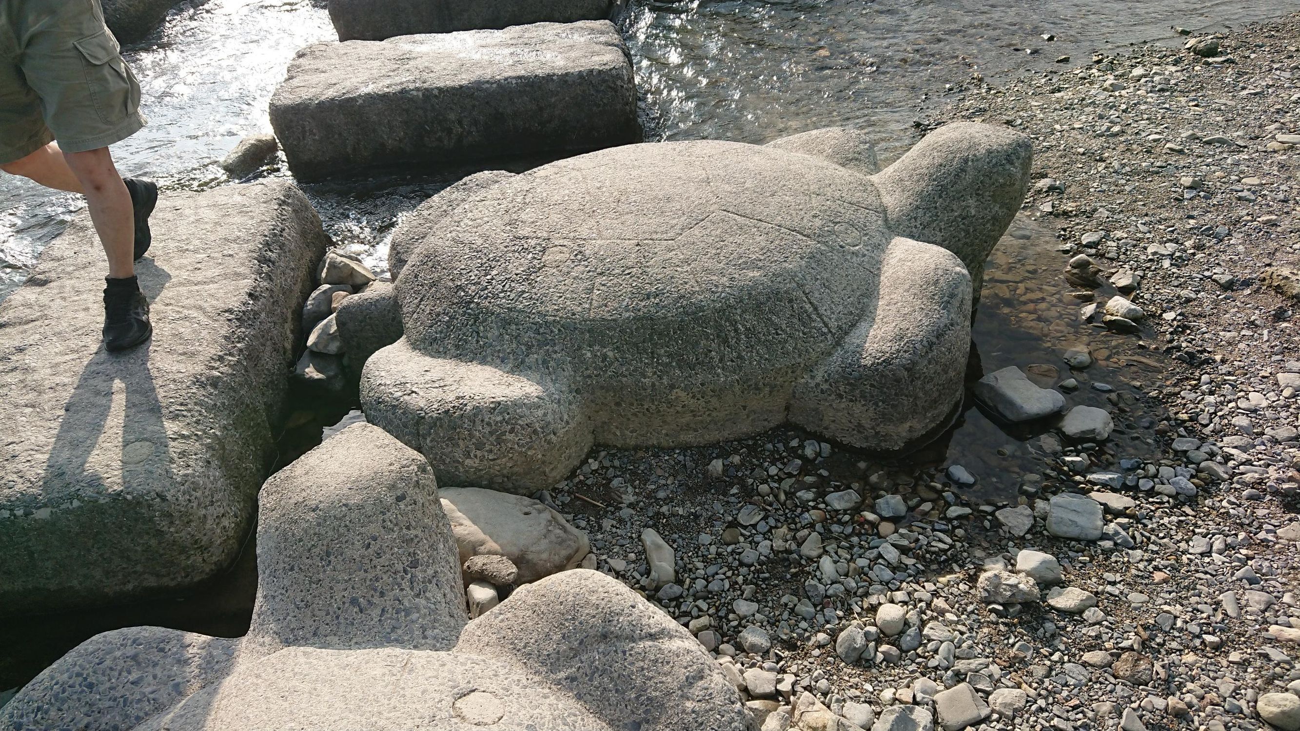 京都・鴨川の渡りにある亀の石 | みどりうむアクション