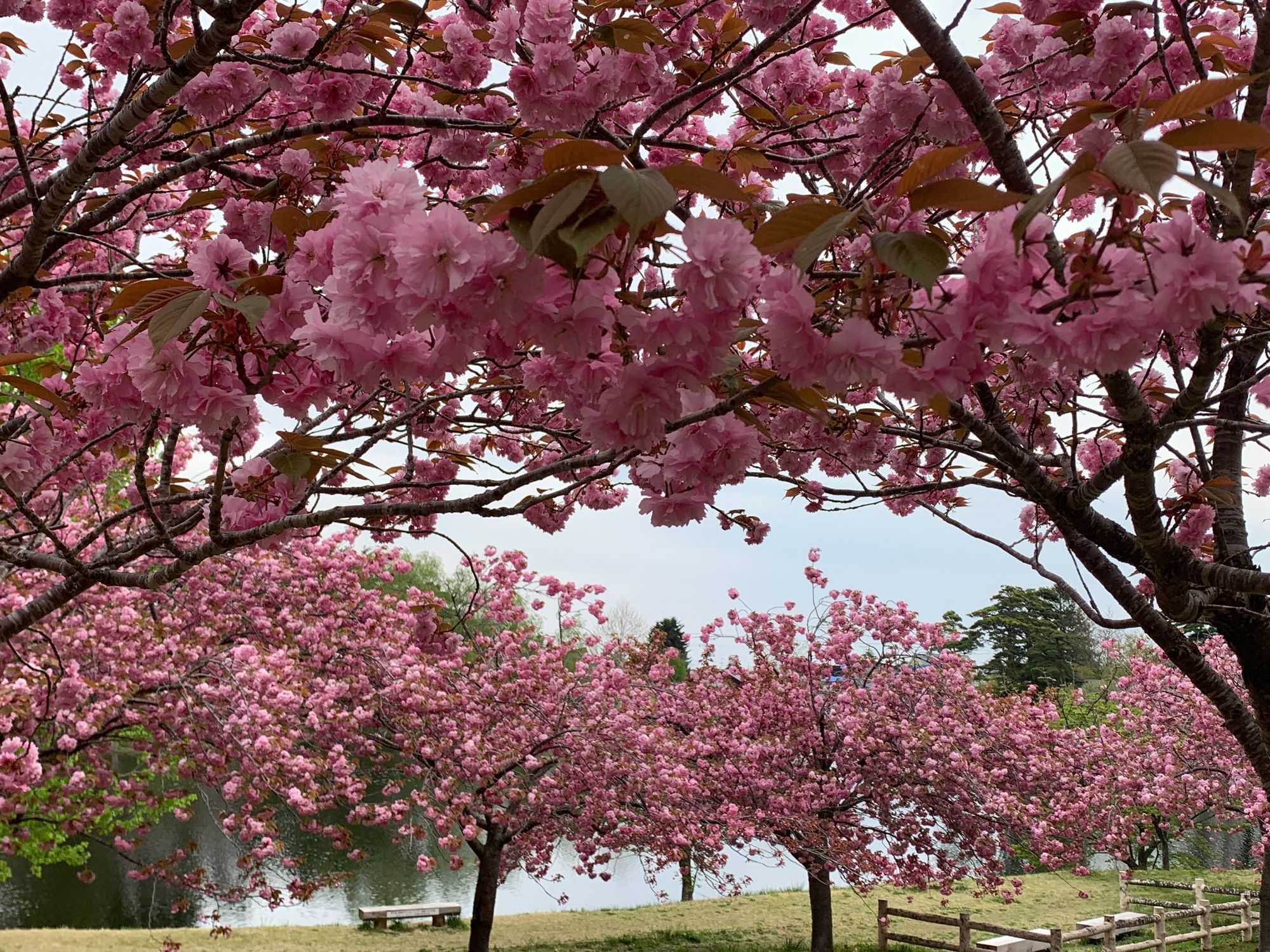 Lycee 八重桜　SP 2枚 満開の八重桜 - 一葉 - 写真素材 [ 5002672 ] - フォトライブ
