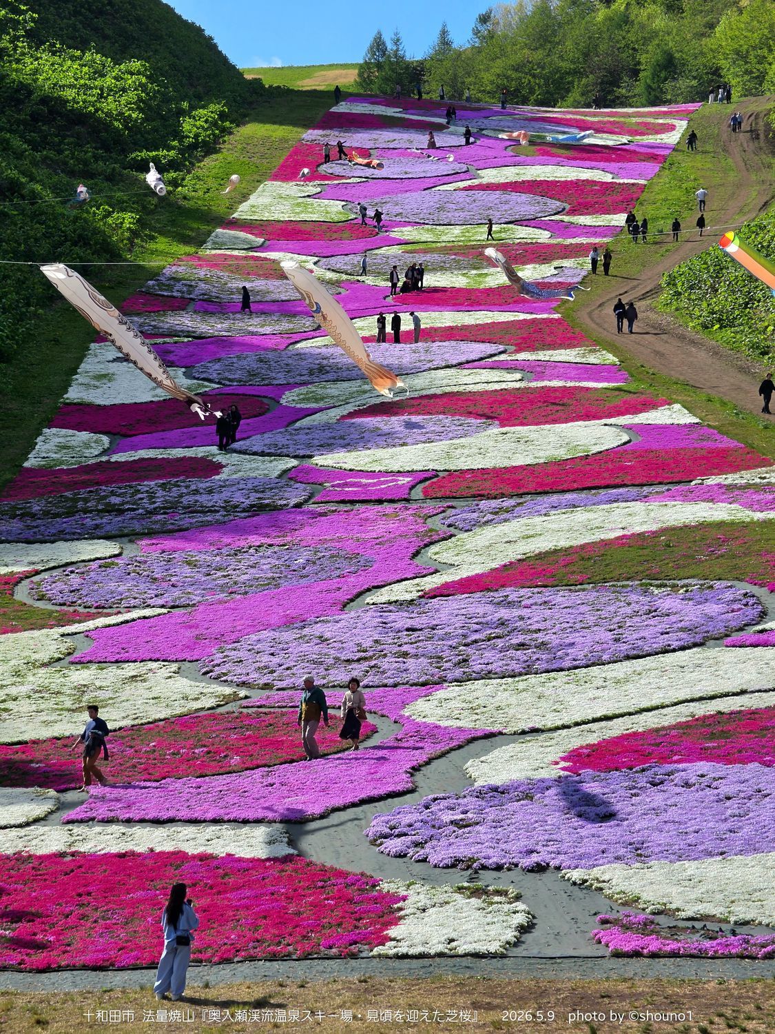十和田市】奥入瀬渓流温泉スキー場の芝桜が見頃🌸山の斜面を彩る絶景を