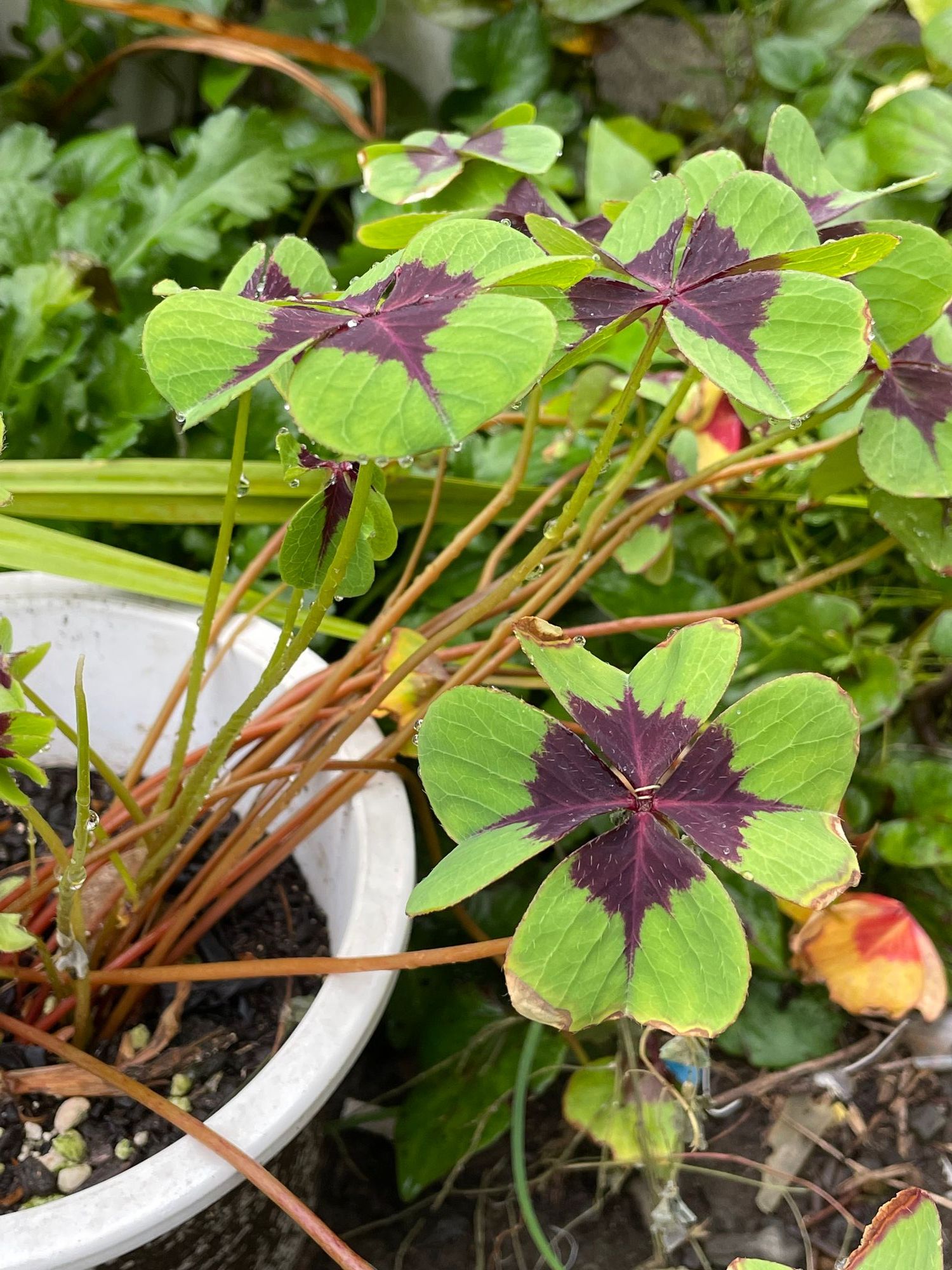 幸せのクローバー🍀赤紫は | 青森びいき