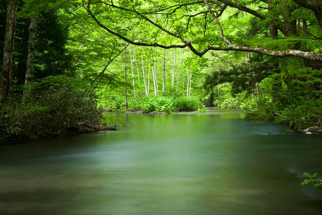 新緑の奥入瀬渓流「石ヶ戸の瀬」 | 青森びいき