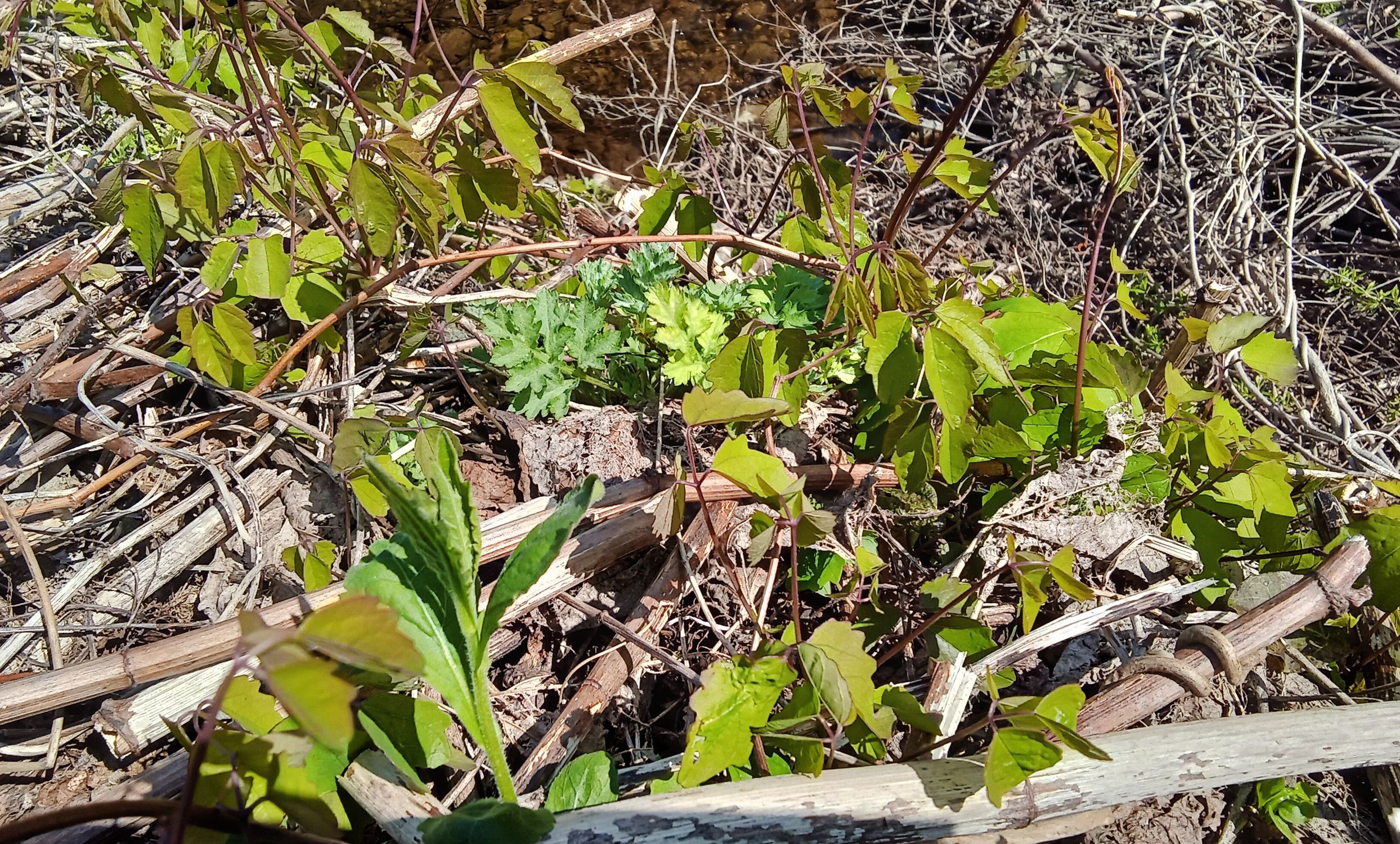 つる細工だけじゃない食えるんだ アケビづる新芽 | 青森びいき