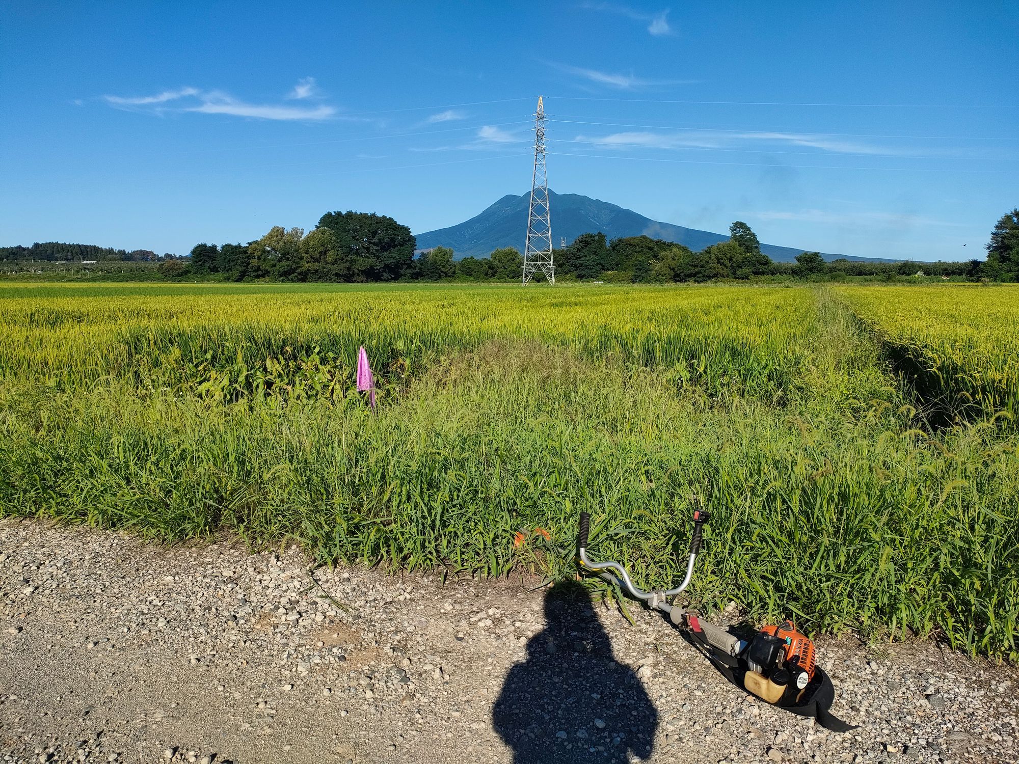 青森県岩木山　あけび蔓　1.4キロ 青森県岩木山 あけび蔓 1.4キロ あけび蔓 青森県岩木山 ランナー