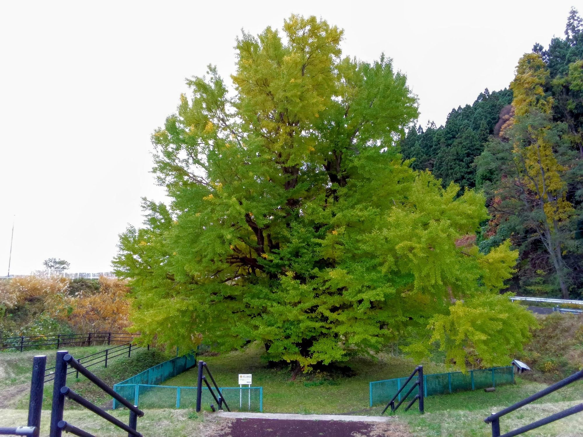 深浦町 折曽のイチョウ／関の甕杉 | 青森びいき