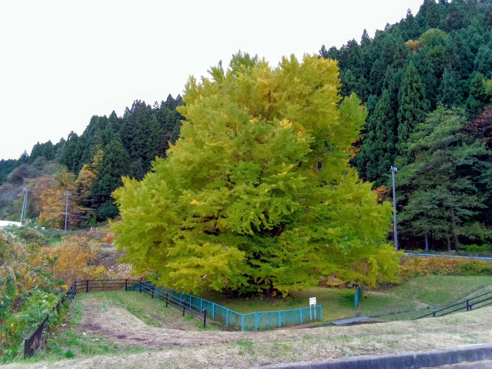 深浦町 折曽のイチョウ／関の甕杉 | 青森びいき