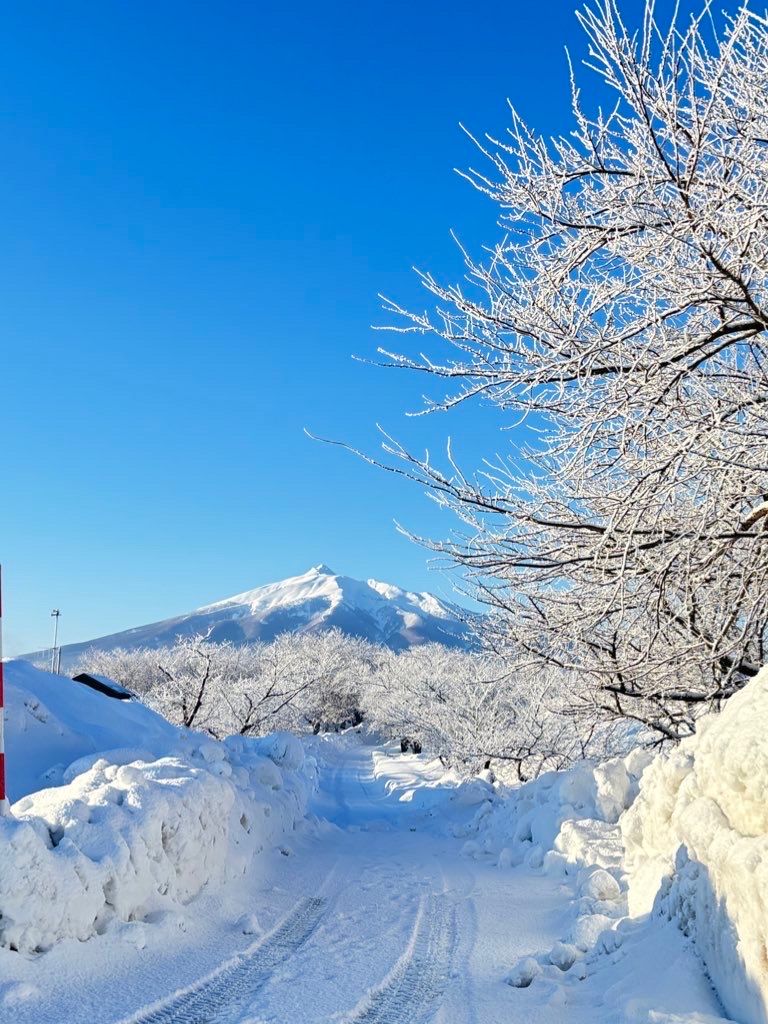 鶴田町・雪の桜並木 | 青森びいき