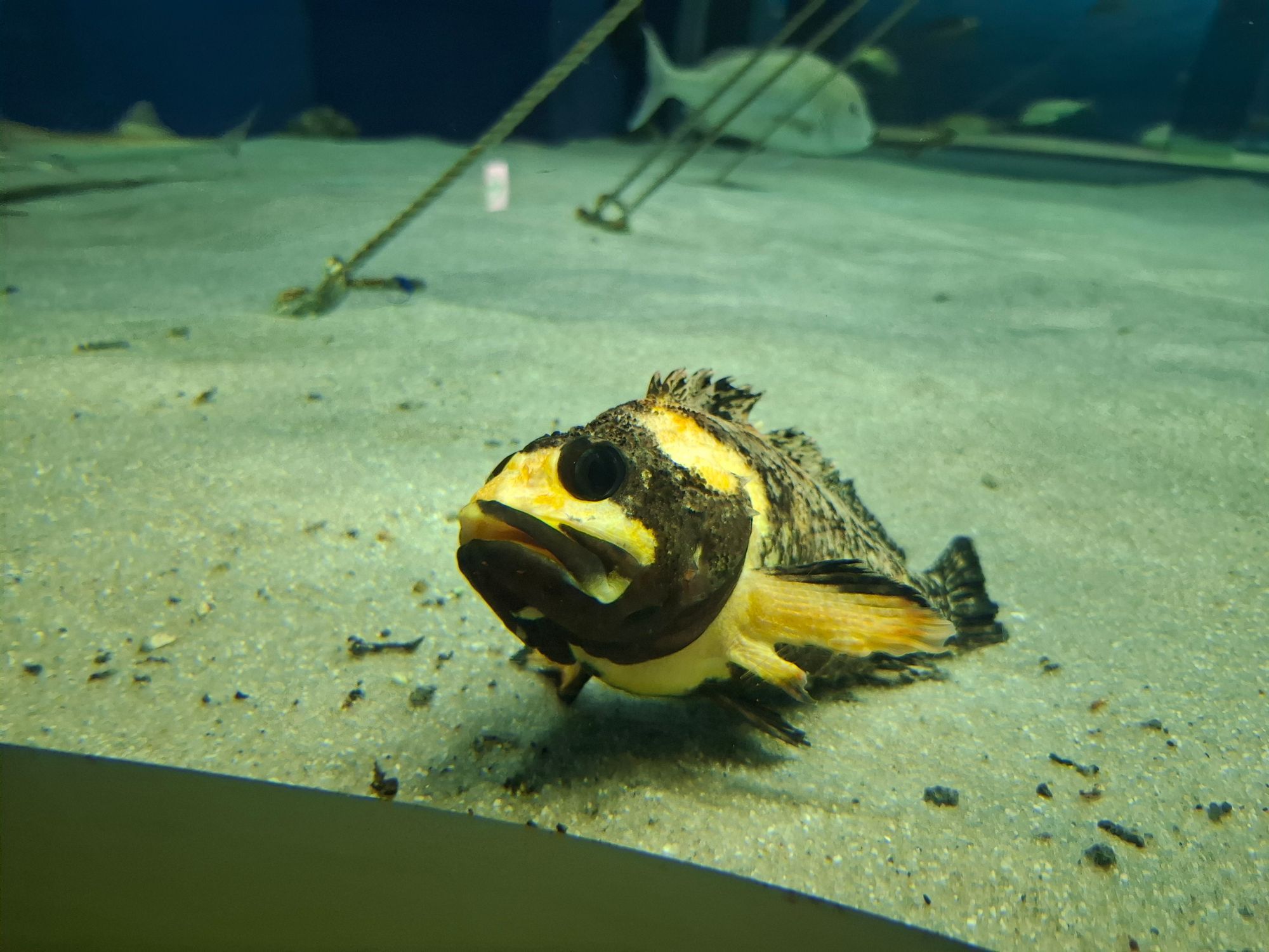 浅虫水族館 | 青森びいき
