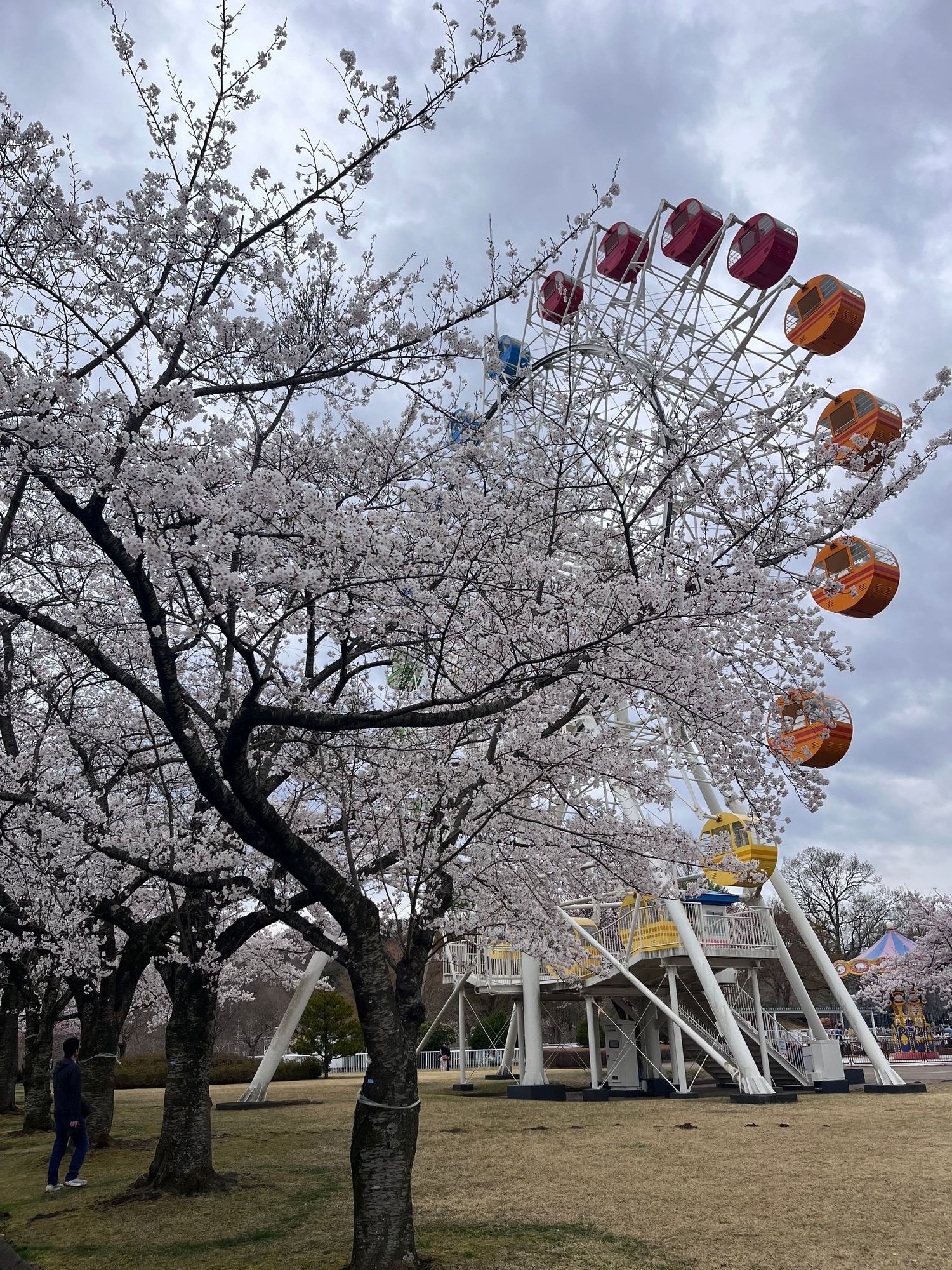 八戸公園こどもの国で満開の桜とにぎわいを満喫 | 青森びいき
