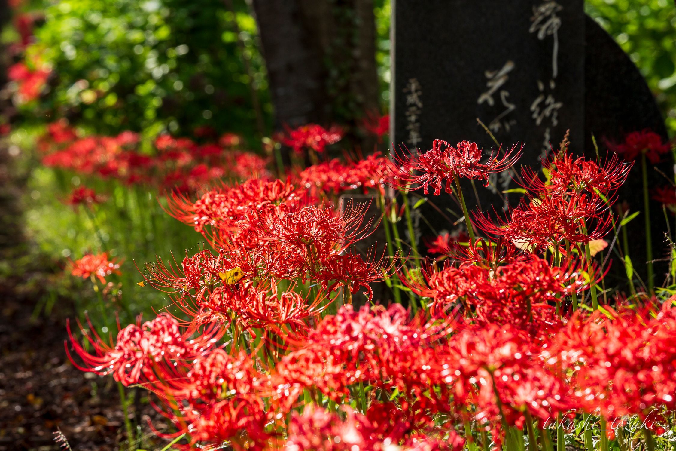 津軽富士見湖パークの彼岸花2025 | 青森びいき