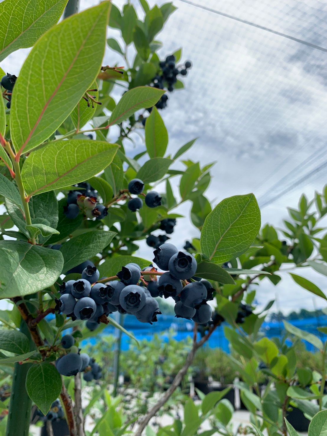 津軽の夏はブルーベリーという手があります | 青森びいき