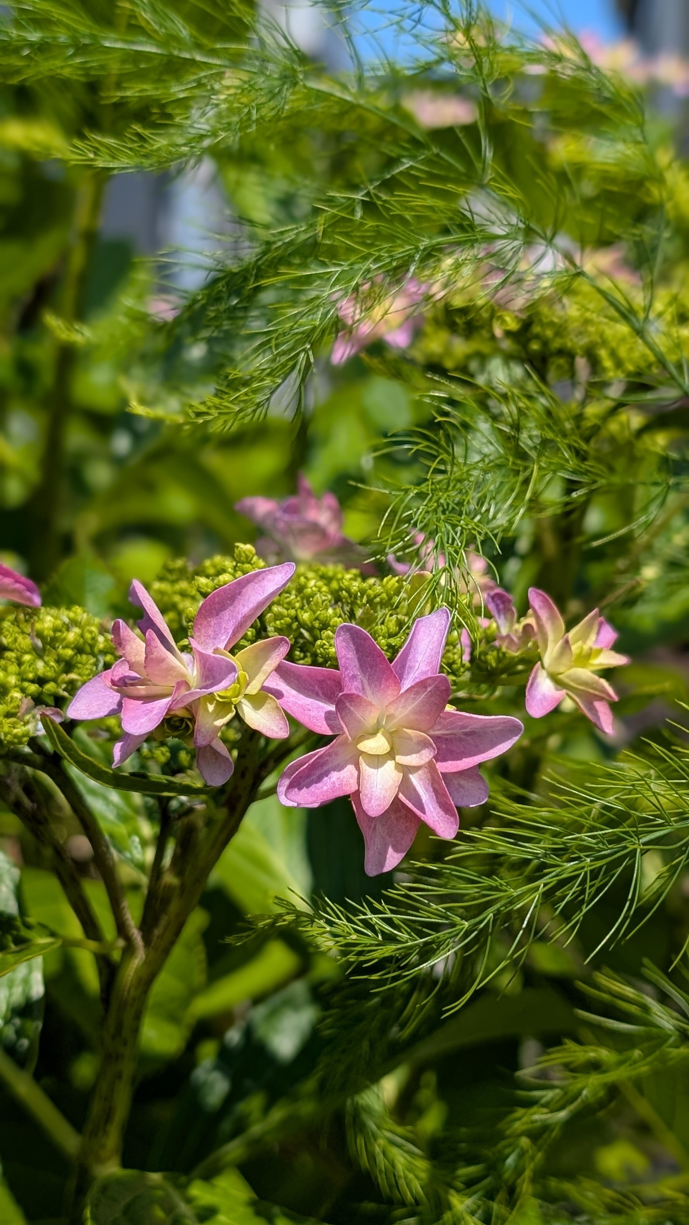 ダンスパーティー(紫陽花)今年はいっぱい咲きました👍😉 | 青森びいき