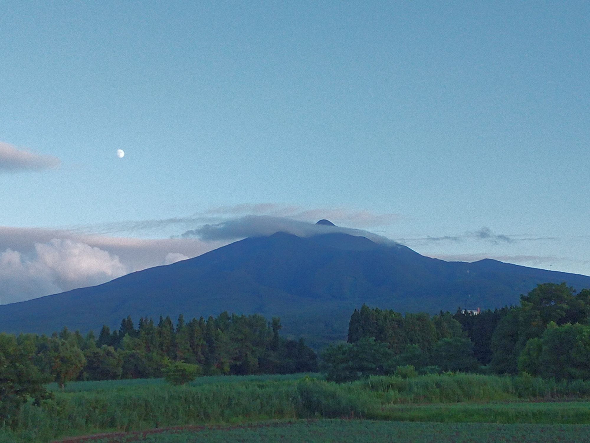 黄色いくまさん　青森岩木山採取　あけび蔓　150cm～ 15kg　1 hkeplk様専用 青森岩木山採取 あけび蔓 150cm～ 5kg - メルカリ