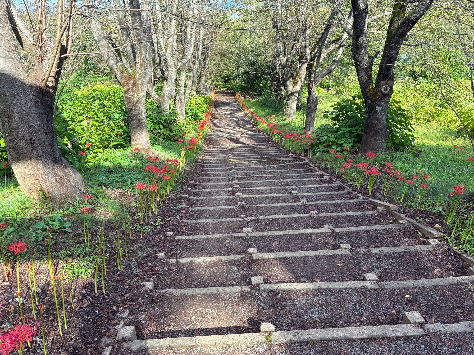 彼岸花 津軽富士見湖パークの彼岸花2025 | 青森びいき