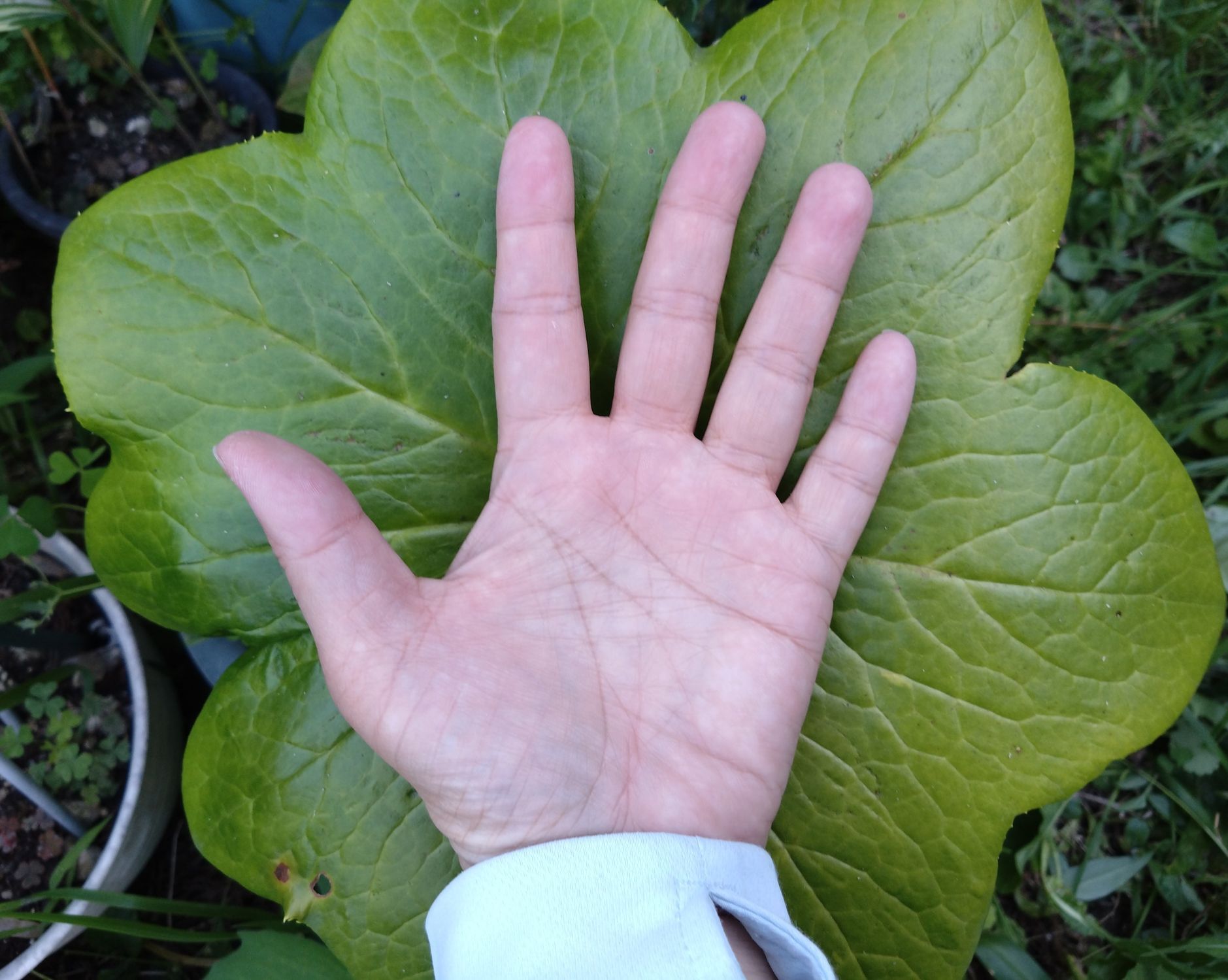 庭の鉢に現れた謎の大きな葉っぱ | 青森びいき