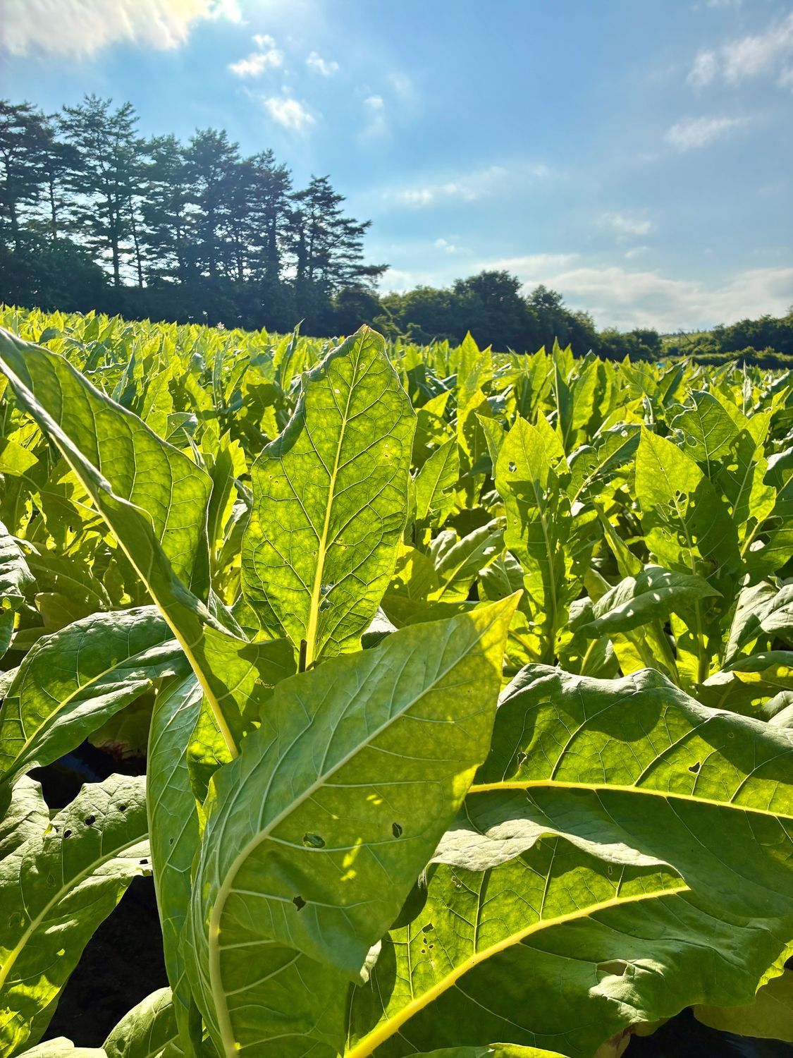 青森県発　農用タバコ葉　
電動圧搾梱包機セット タバコの葉！ | 青森びいき