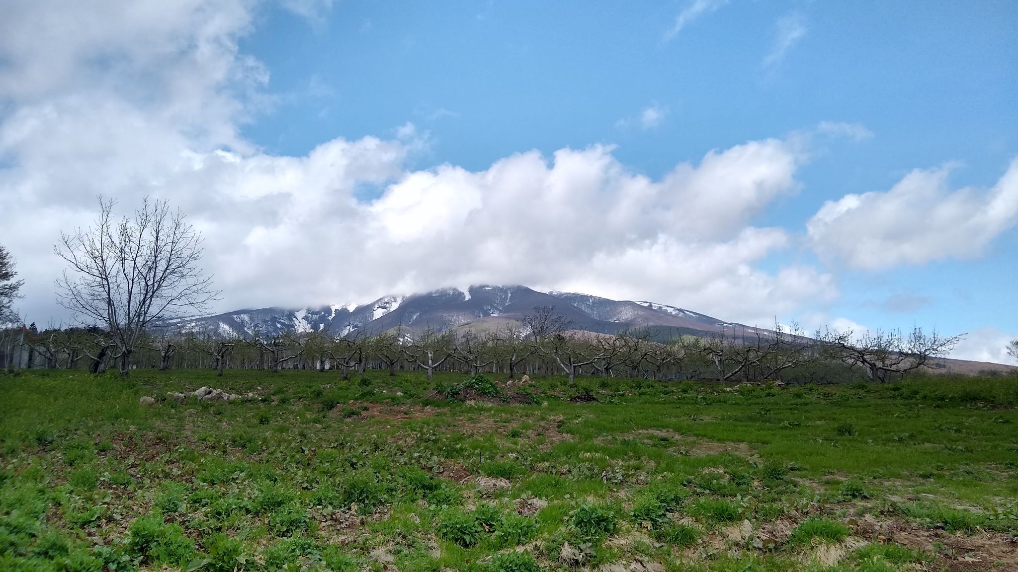 岩木山と足元 2025/05/04 | 青森びいき