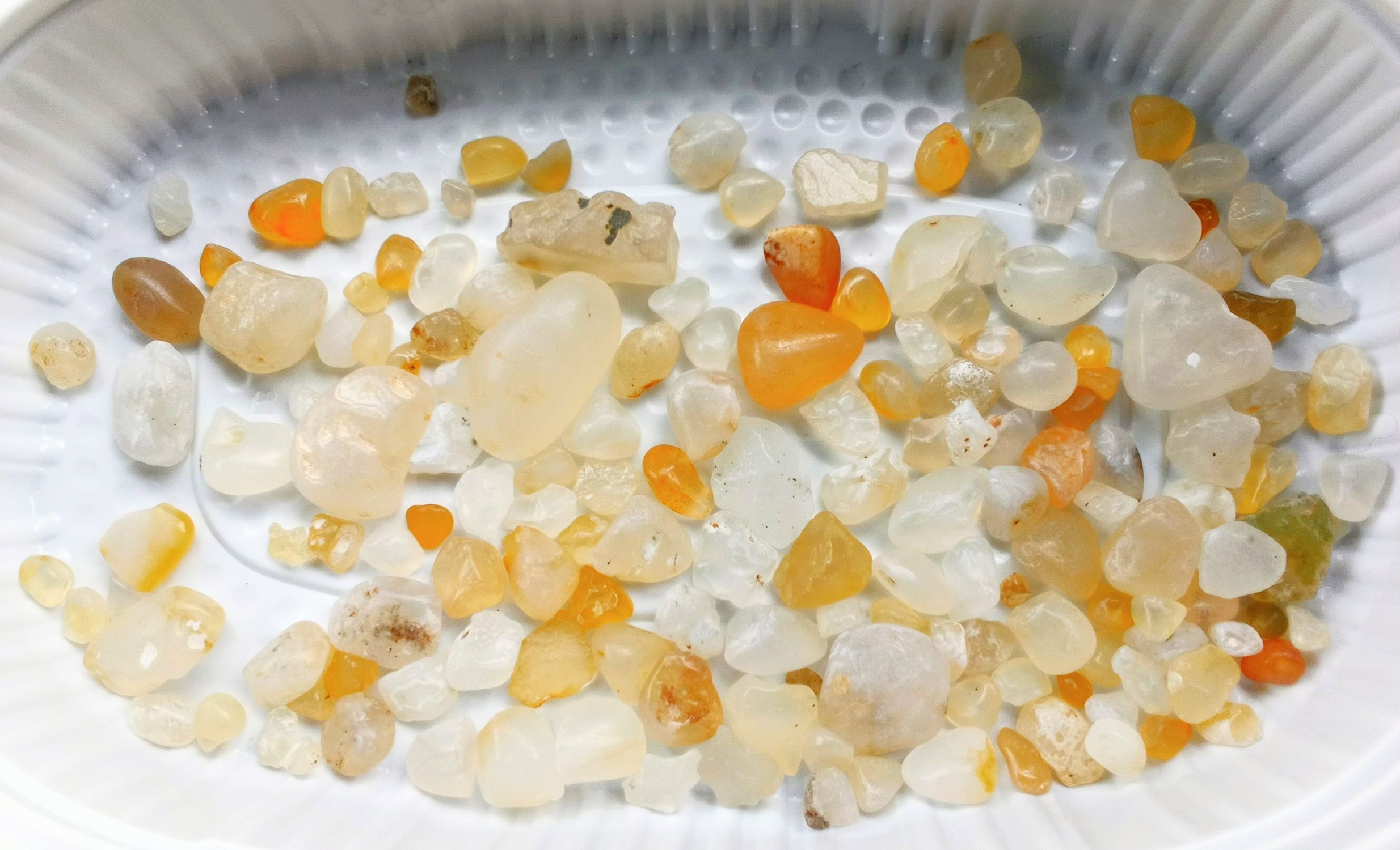 ビーチコーミング 舎利石 2025/10/31 1時間勝負 | 青森びいき