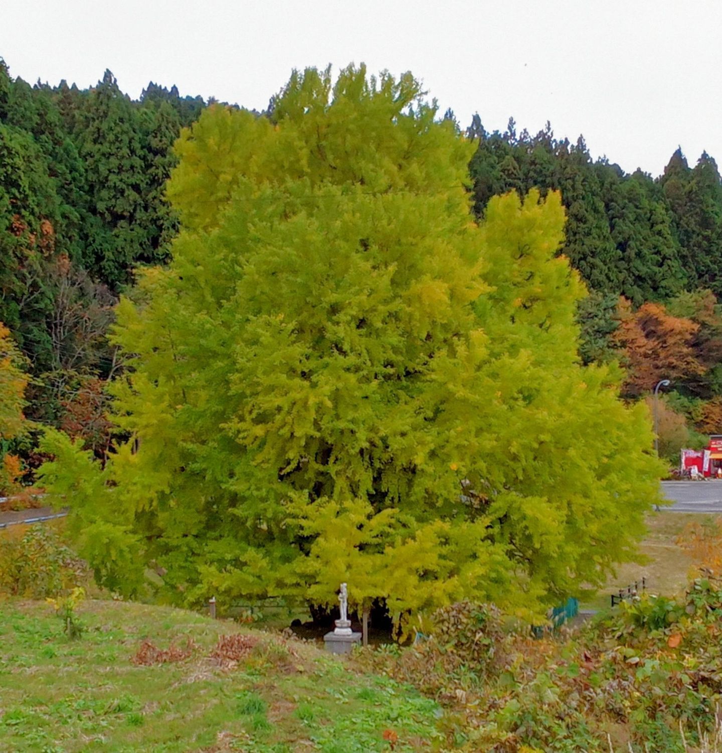 イチョウの木 深浦町 折曽のイチョウ／関の甕杉 | 青森びいき
