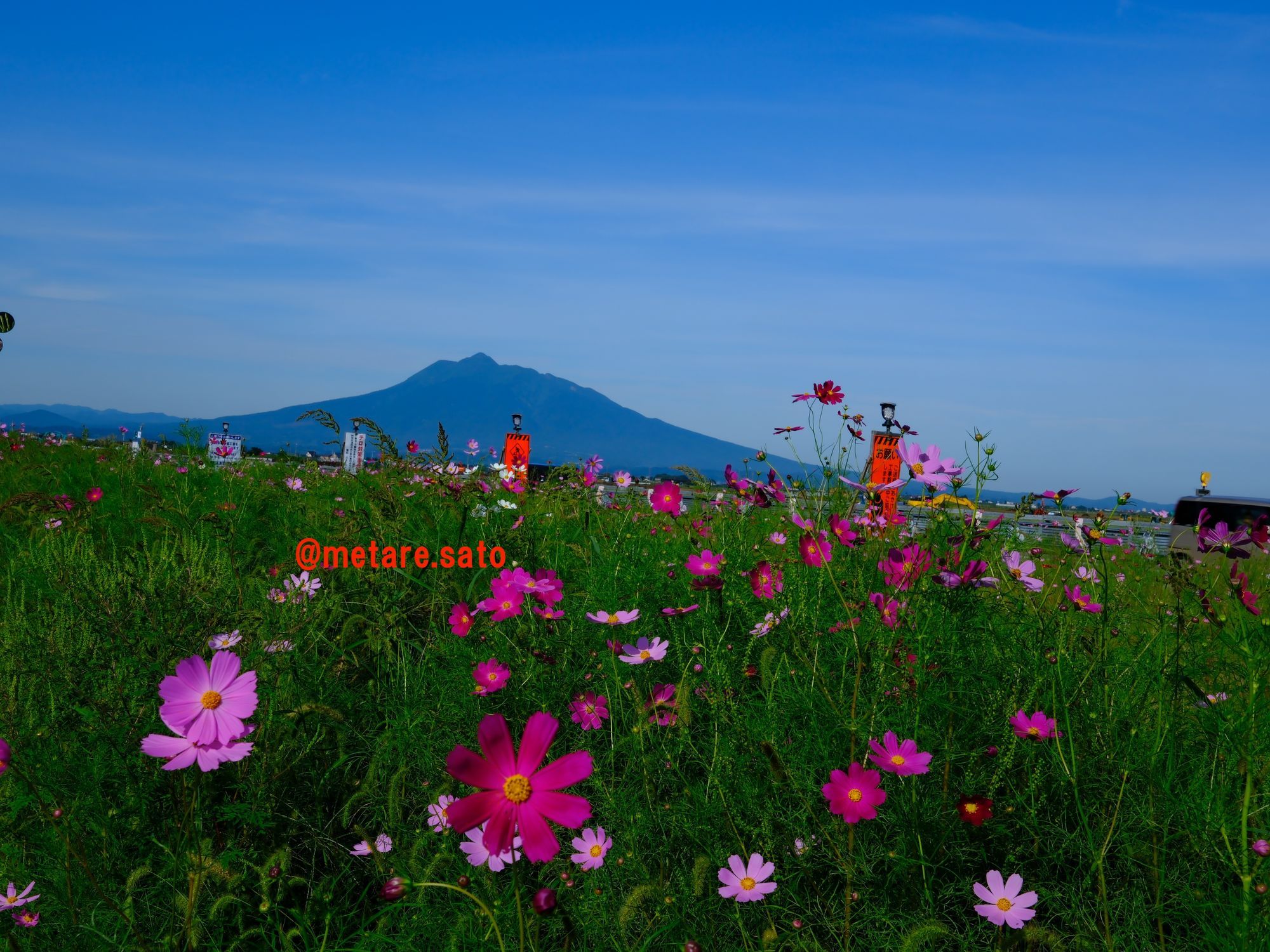 藤崎町のコスモス | 青森びいき
