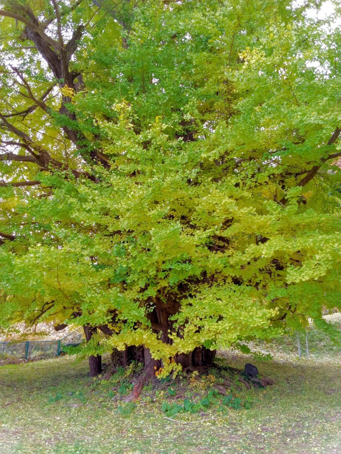 イチョウの木 🌳 坪内のイチョウの巨樹 奈良県指定天然記念物。 天河大辨財天社の西