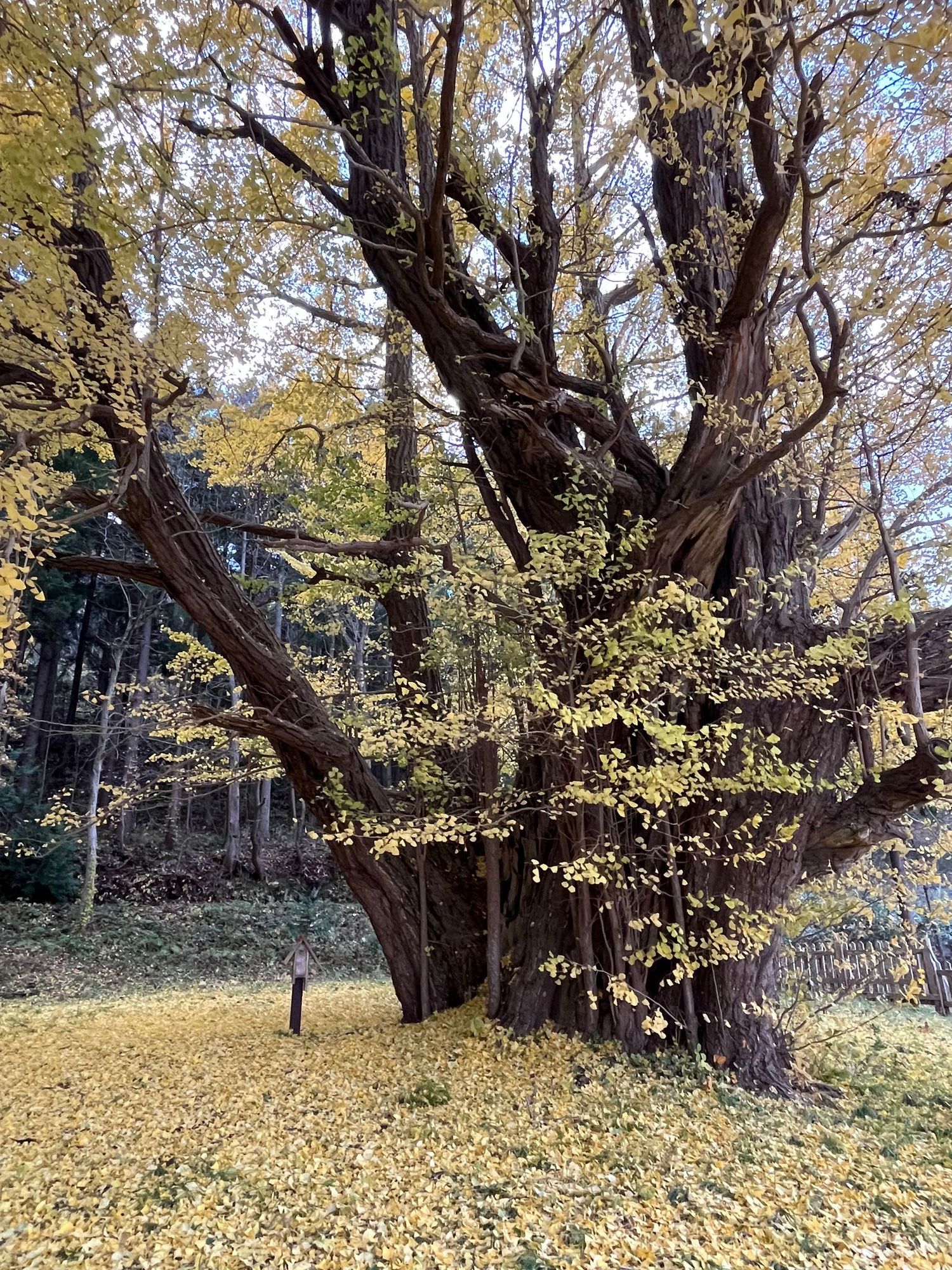 イチョウの巨木 青森市 宮田のいちょう | 青森びいき