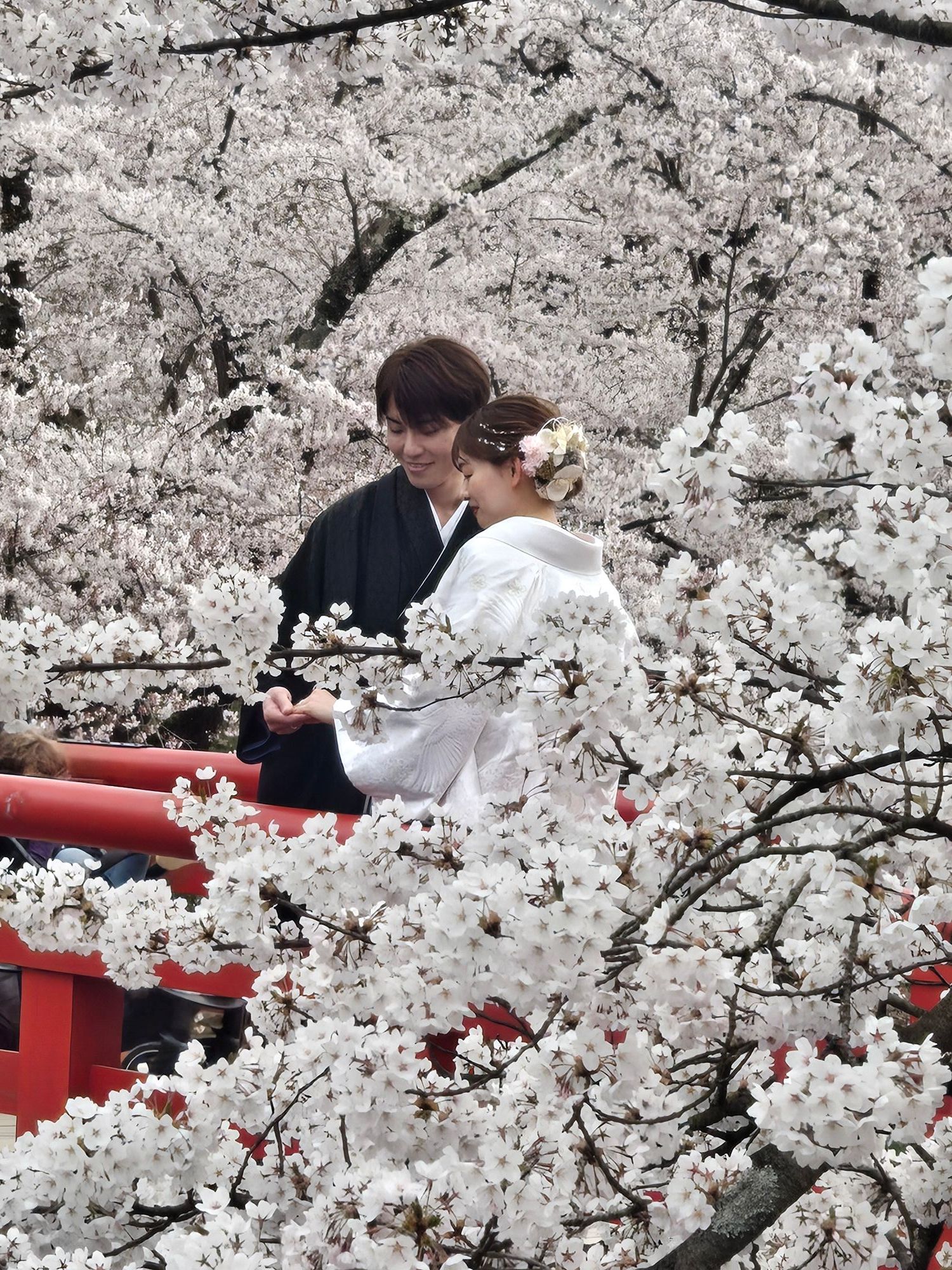 弘前城×満開桜、今年だけの絶景！花筏も楽しめる2026年さくらまつり