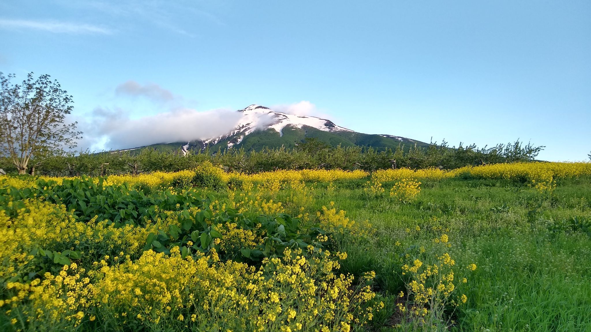 黄色いくまさん　青森岩木山採取　あけび蔓　150cm～ 20kg　2 朝日を浴びる岩木山（動画あり） | 青森びいき