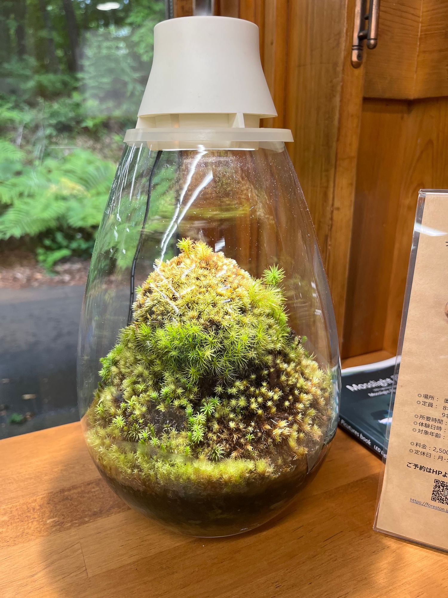 初心者でも簡単！苔日光が教えるテラリウムDIYの基本ガイド | コラム