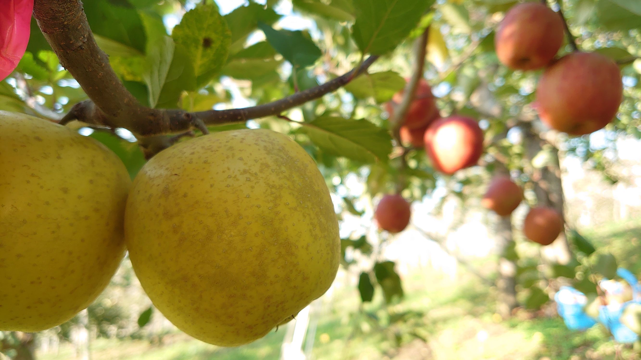 これぞ奇跡のりんご！ ふじの木に実った謎の黄金のりんご | 青森びいき
