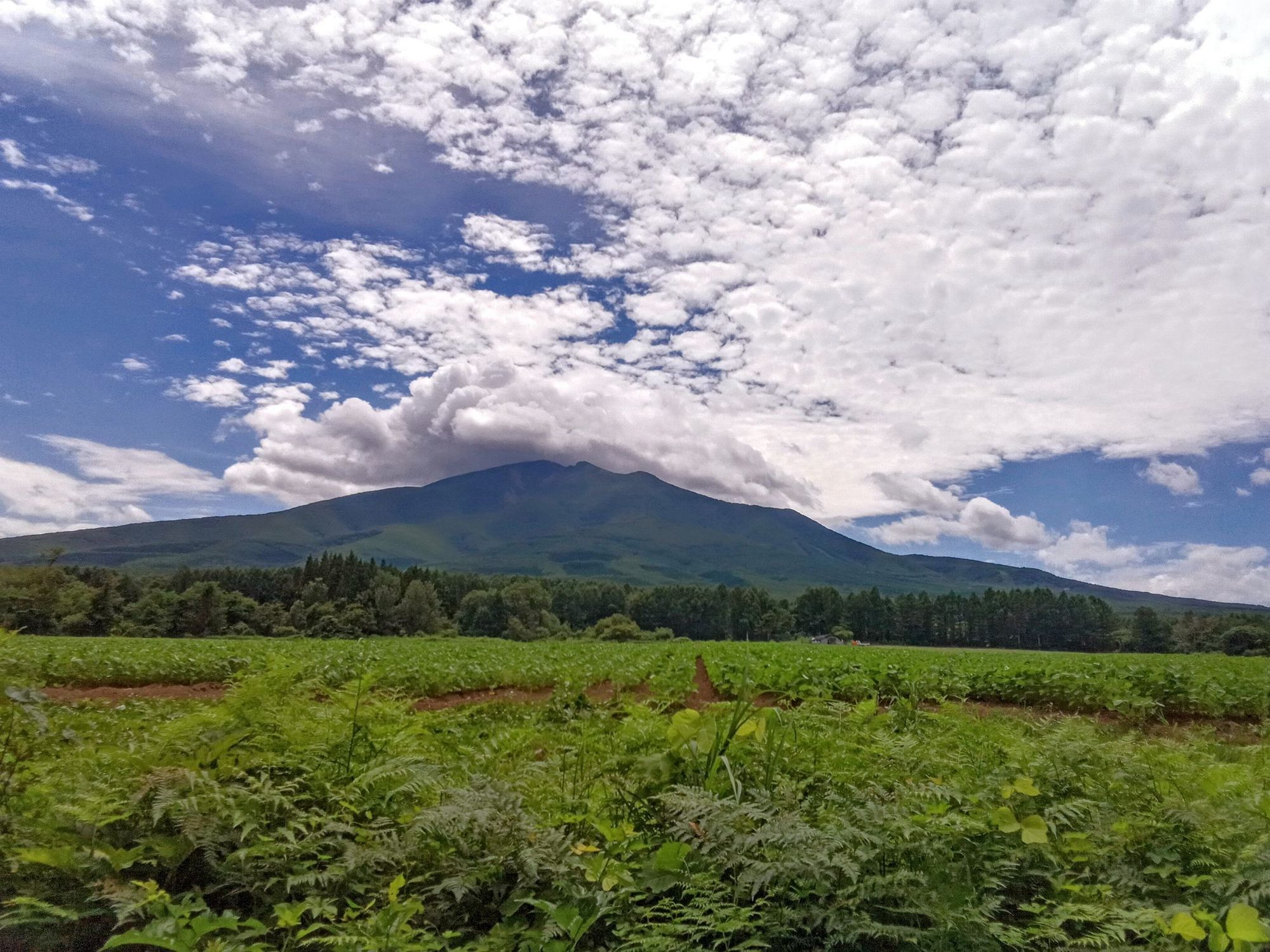 岩木山 2025/07/20 昼 | 青森びいき