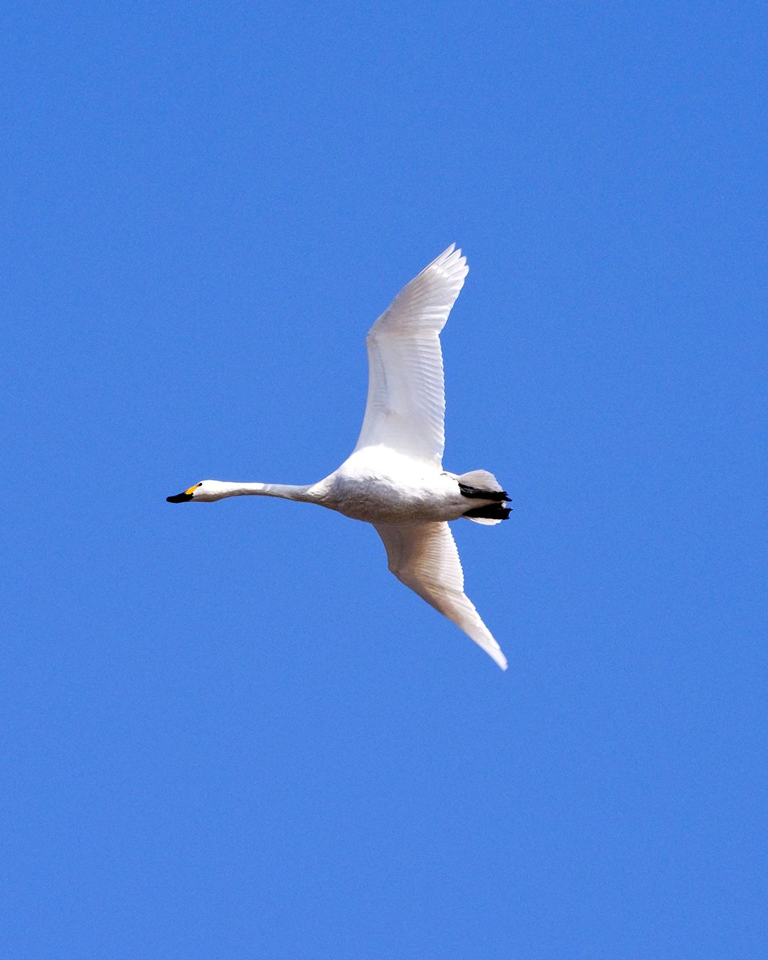 鶴田町の白鳥たち | 青森びいき