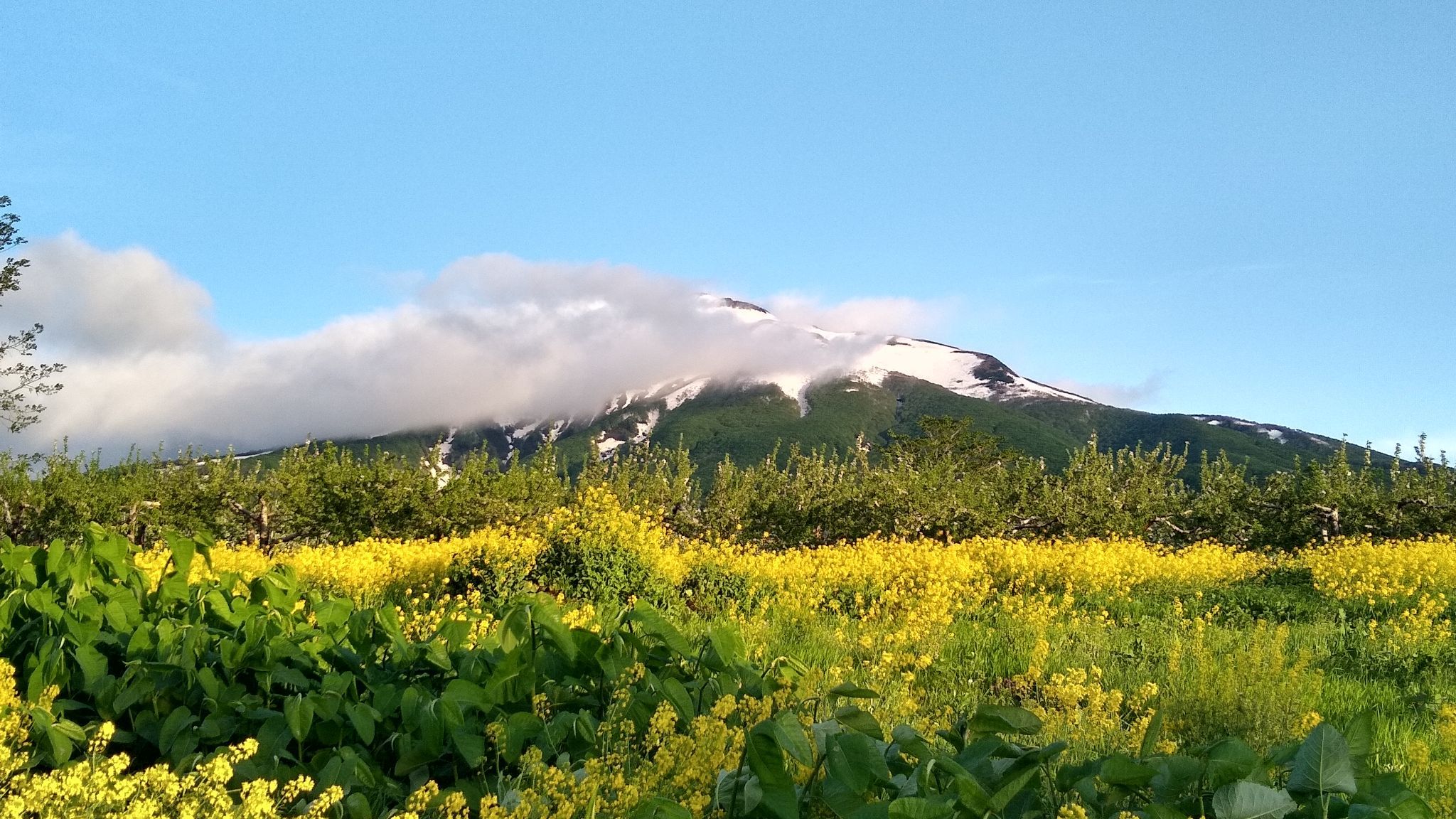朝日を浴びる岩木山（動画あり） | 青森びいき