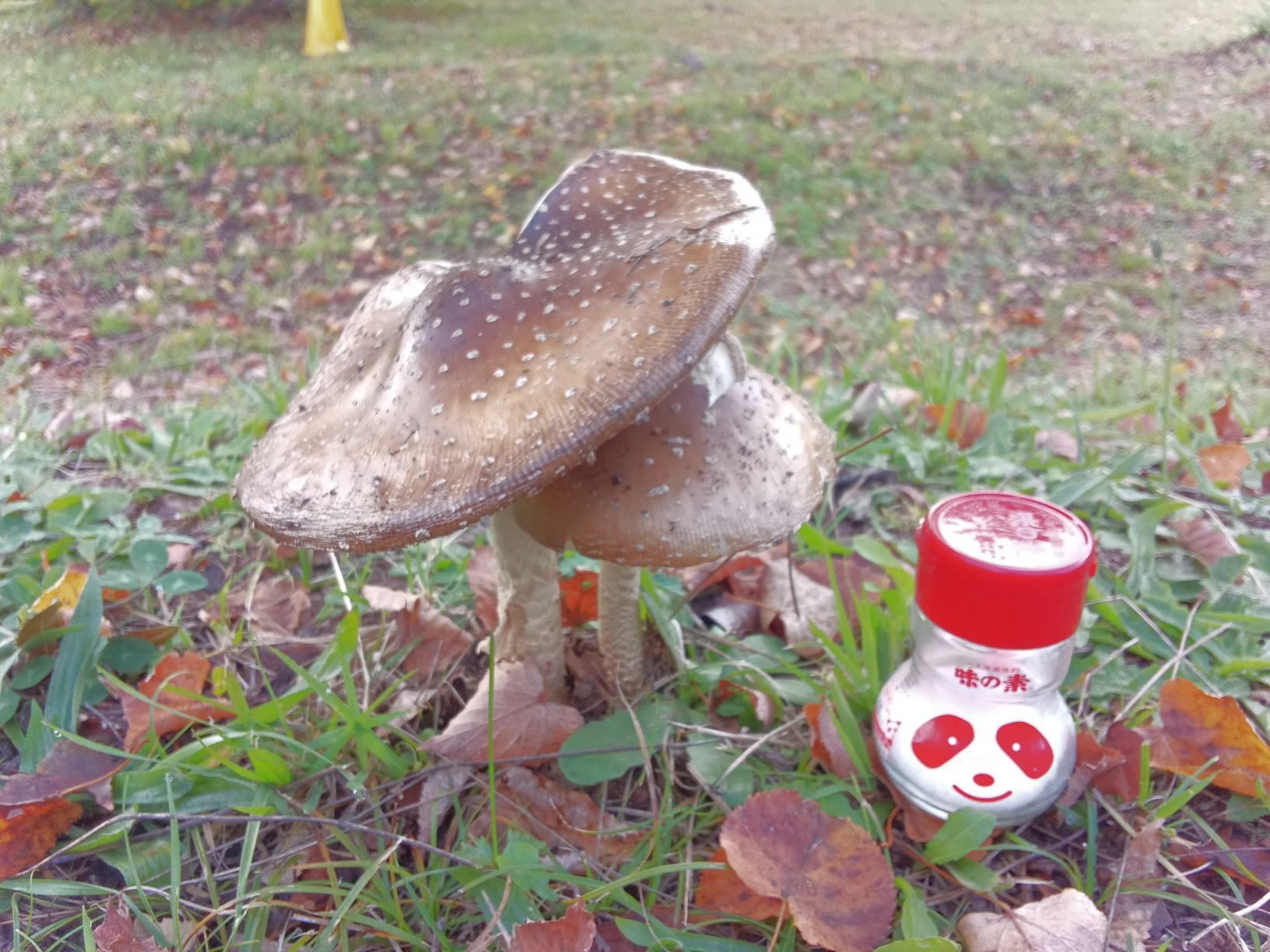 毒キノコの季節です。 | 青森びいき