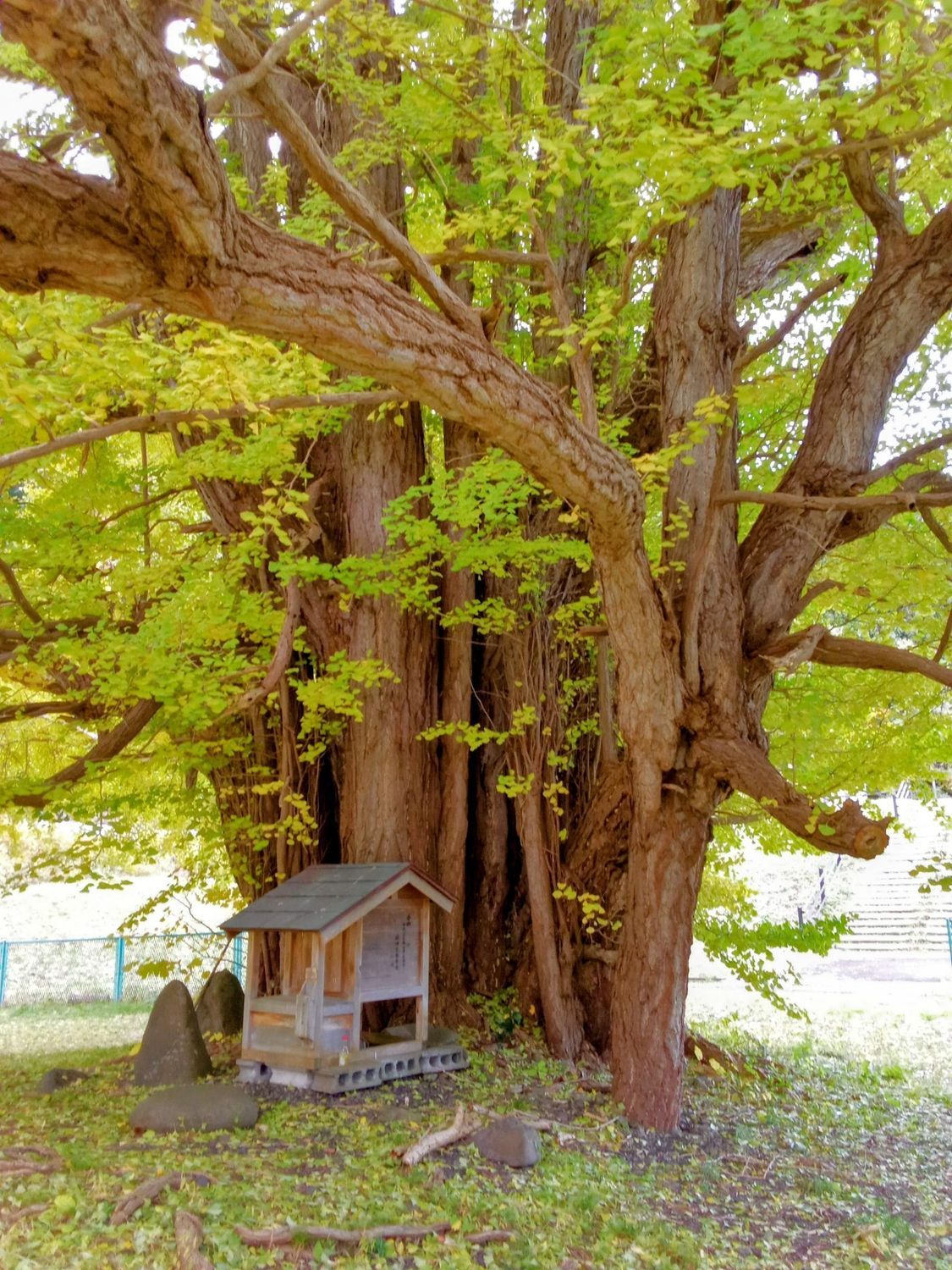 深浦町 折曽のイチョウ／関の甕杉 | 青森びいき