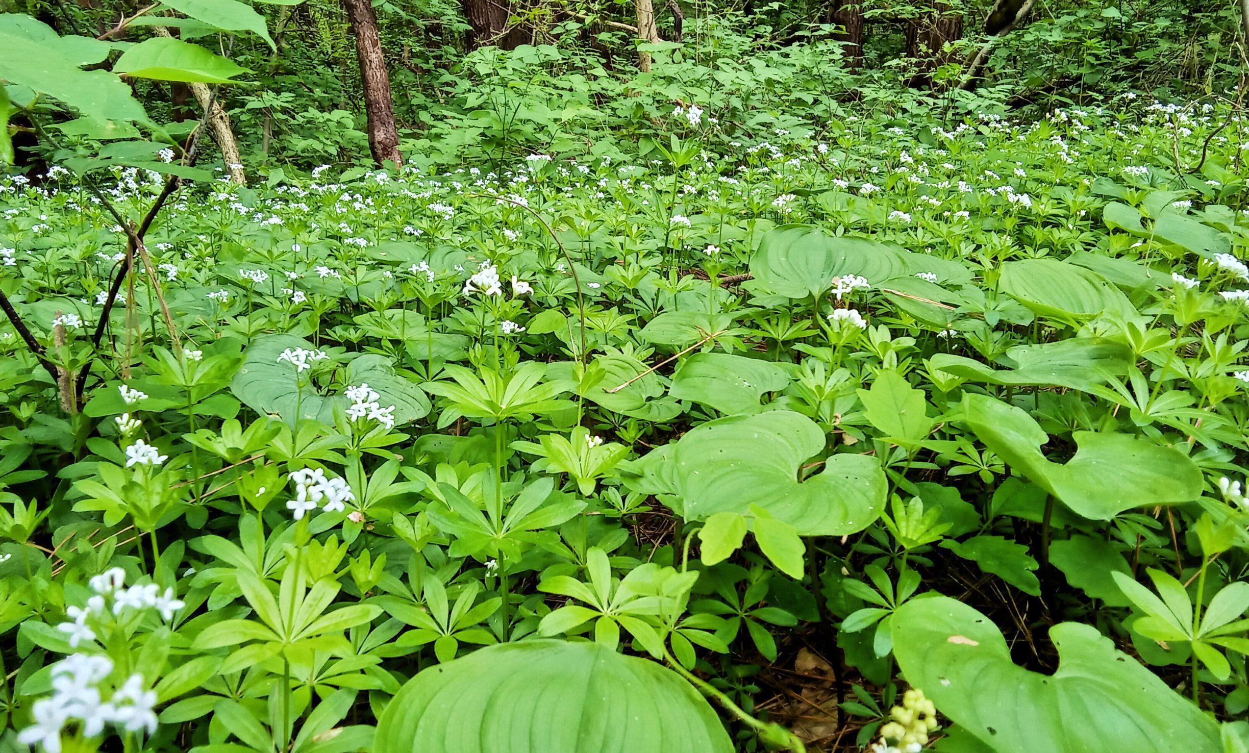 防風林の足元には・・・ | 青森びいき