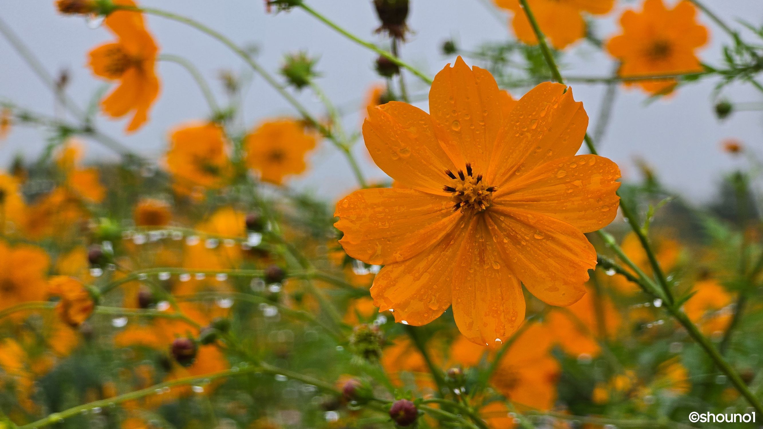 雨に濡れる秋桜】モヤヒルズでコスモス散策🌼（2025.10.5） | 青森びいき