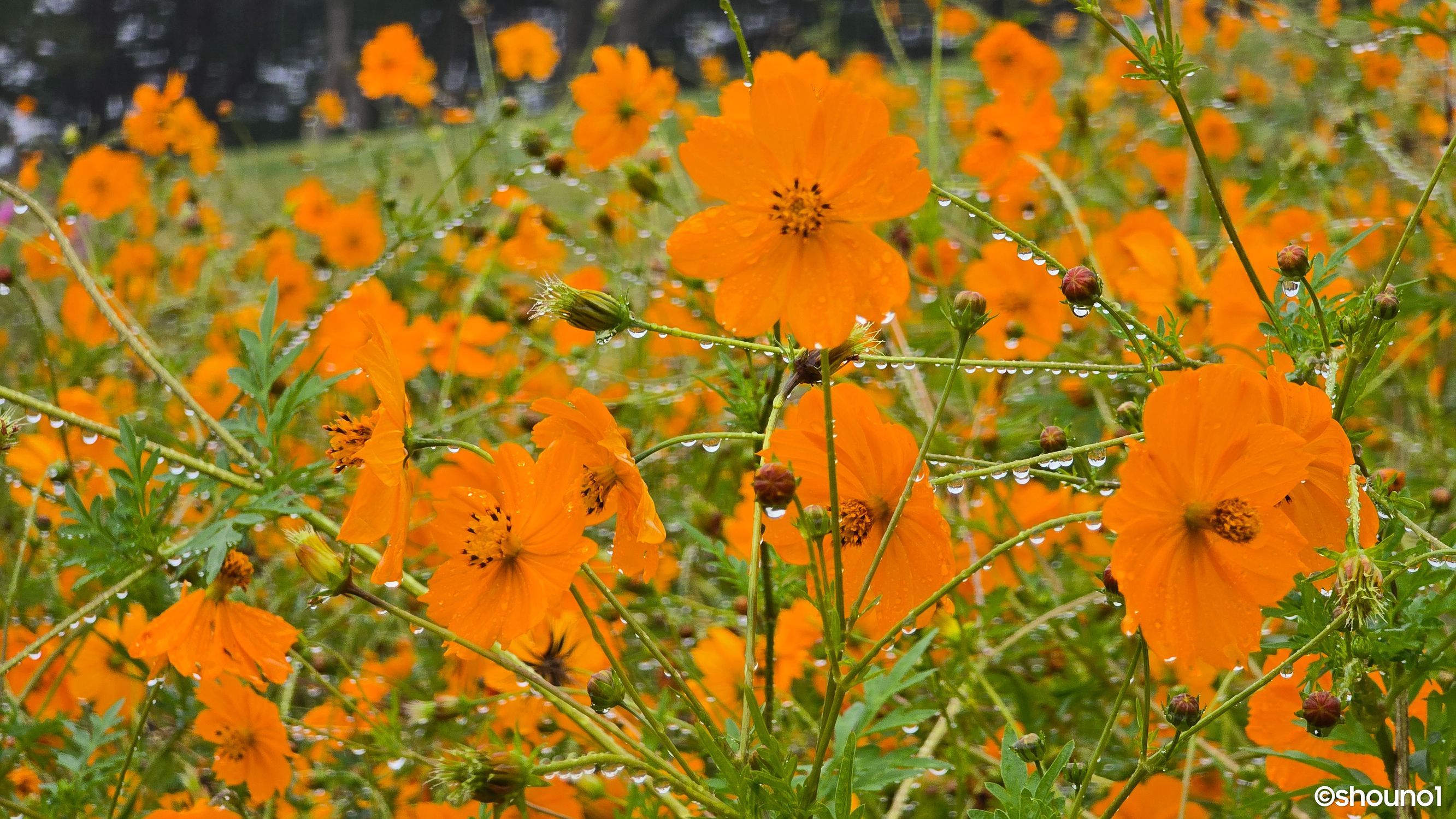 宿根コスモス類問い合わせ コスモス ダブルクリックローズボンボン | FLORE21