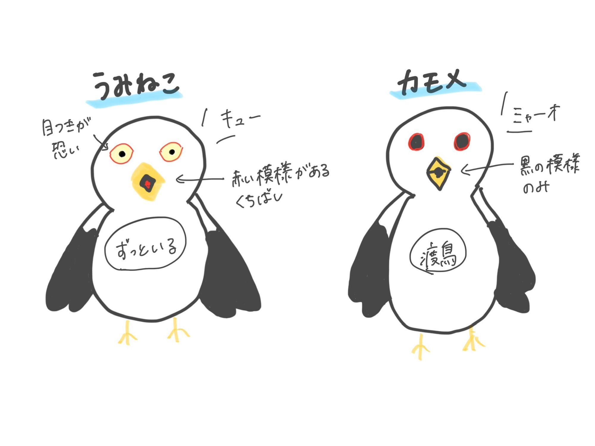 クイズ】うみねことカモメの違い☝️ | 青森びいき