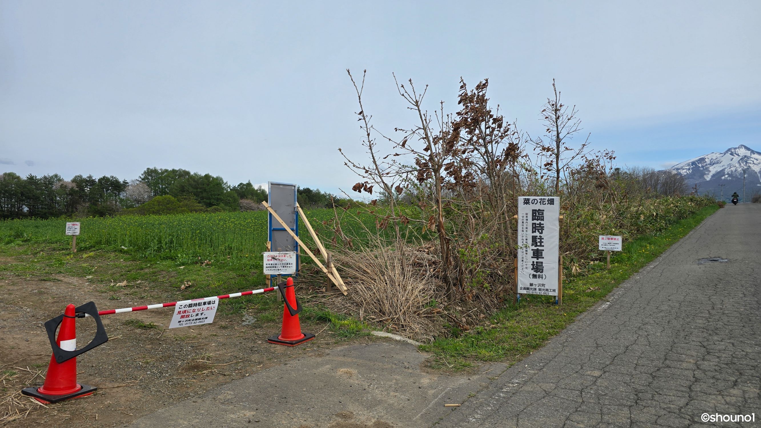 鰺ヶ沢町の菜の花畑の見頃はこれから！マナーを守って楽しもう