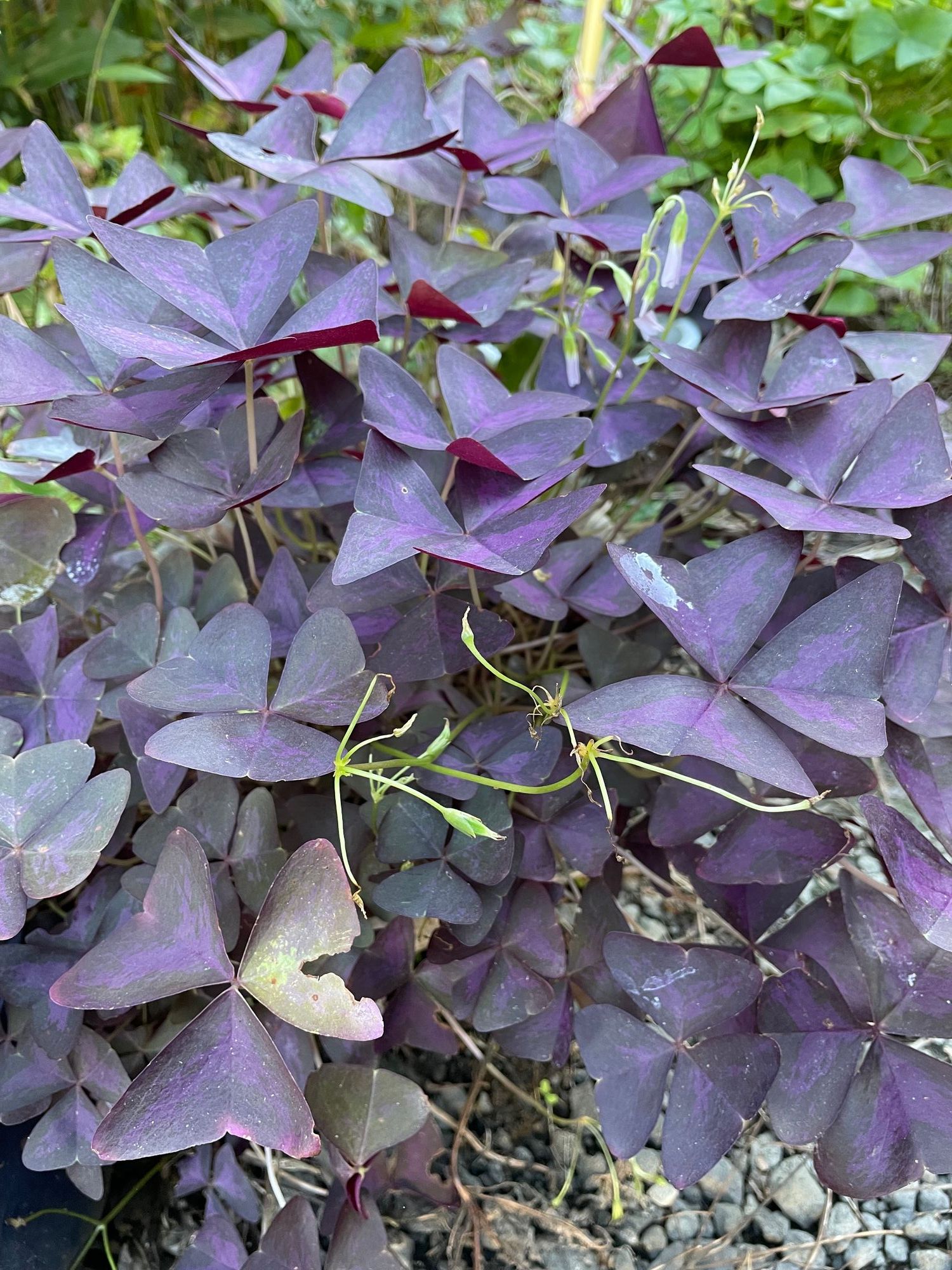 幸せのクローバー🍀赤紫は | 青森びいき