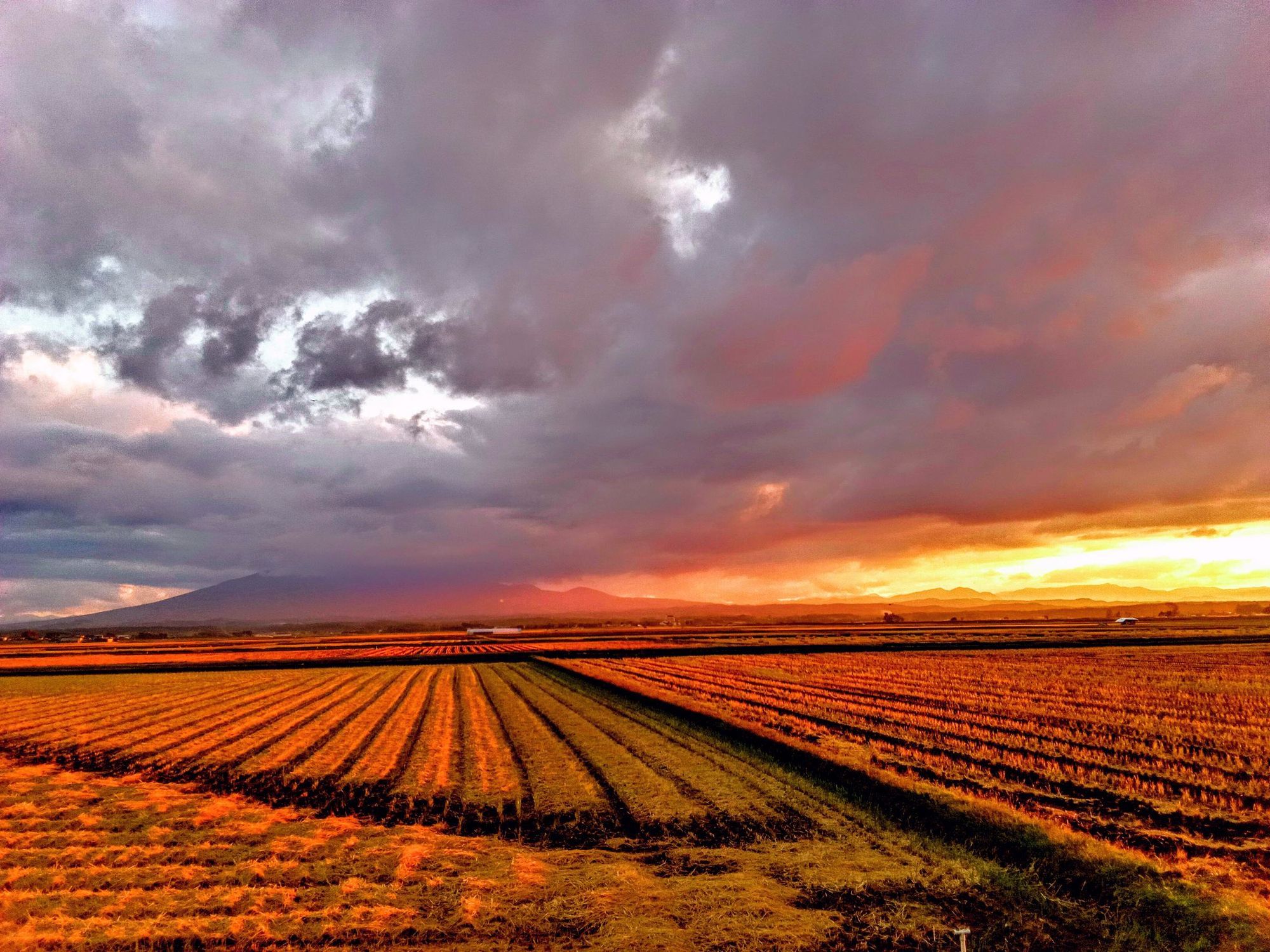 黄色いくまさん　青森岩木山採取　あけび蔓　150cm～ 15kg　2 黄色いくまさん様専用 青森岩木山採取 あけび蔓 150cm～ 15kg 2