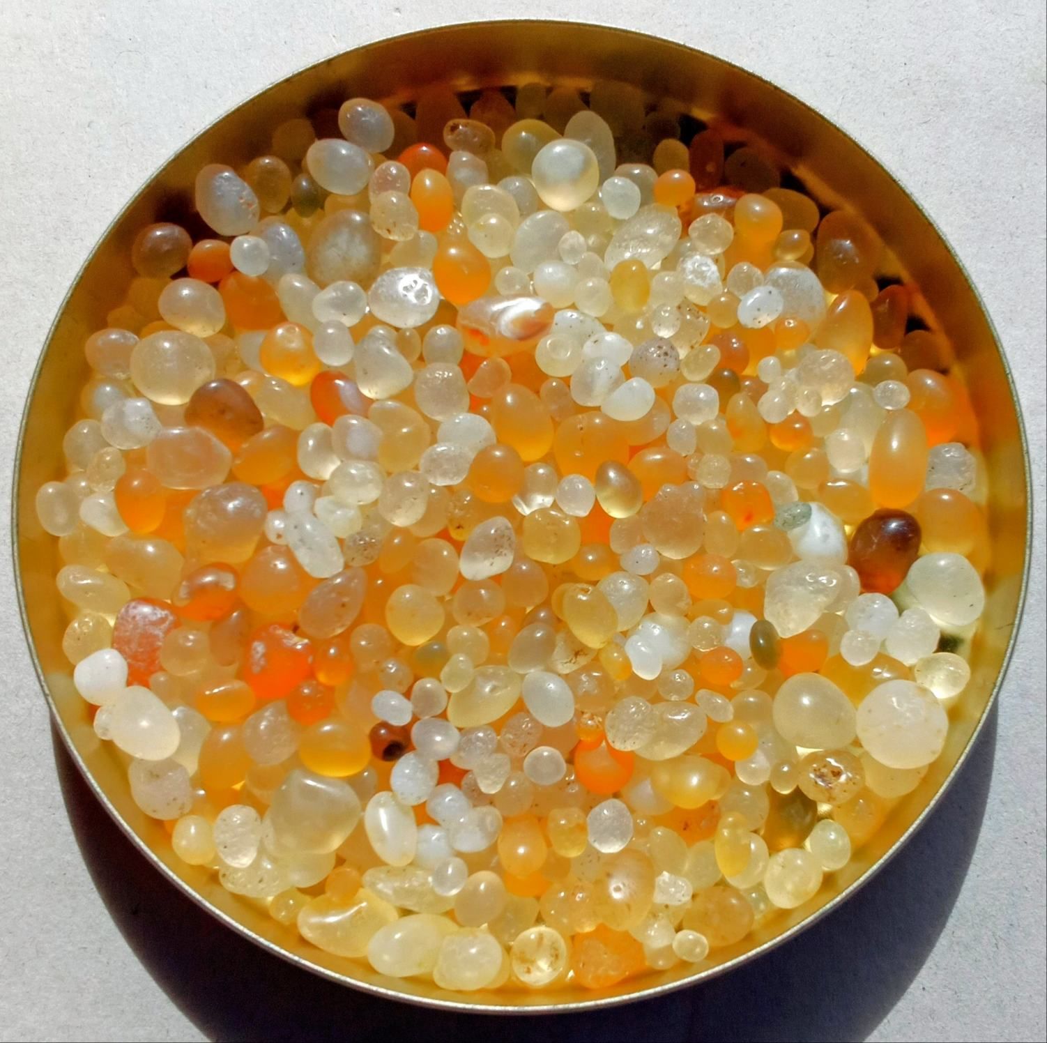 ビーチコーミング 舎利石 たぶん1000粒超え（ここ数年で最多