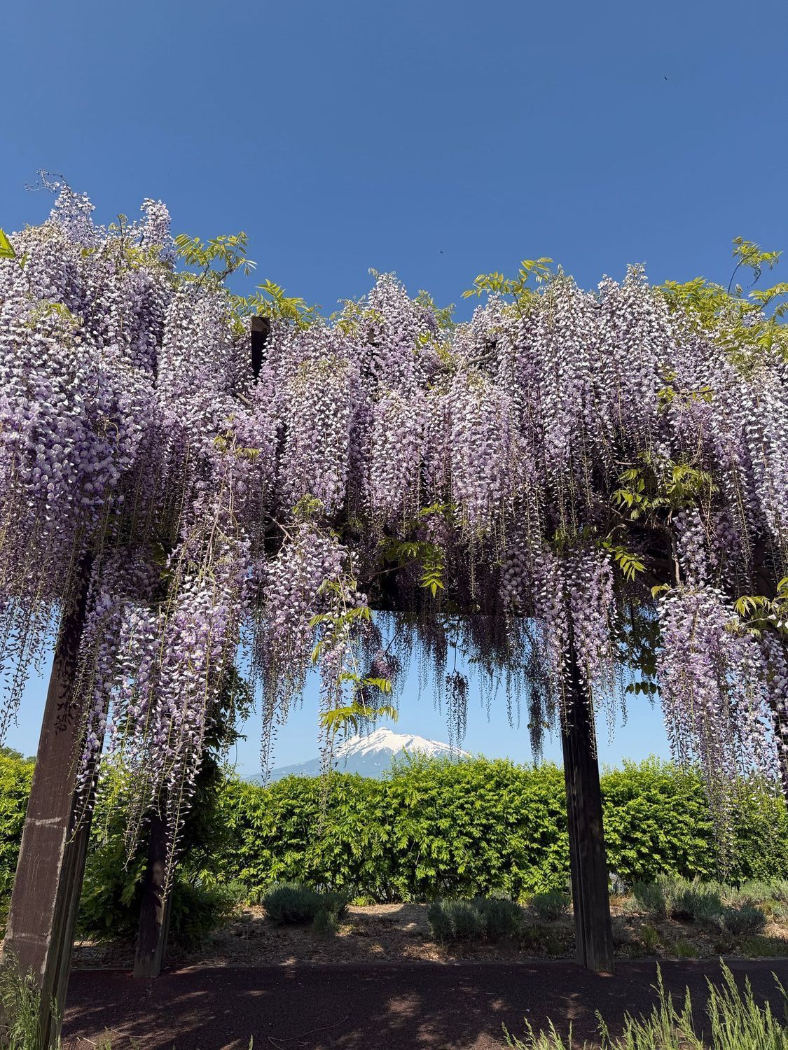自然】藤の花 唐糸御前史跡公園 | 青森びいき