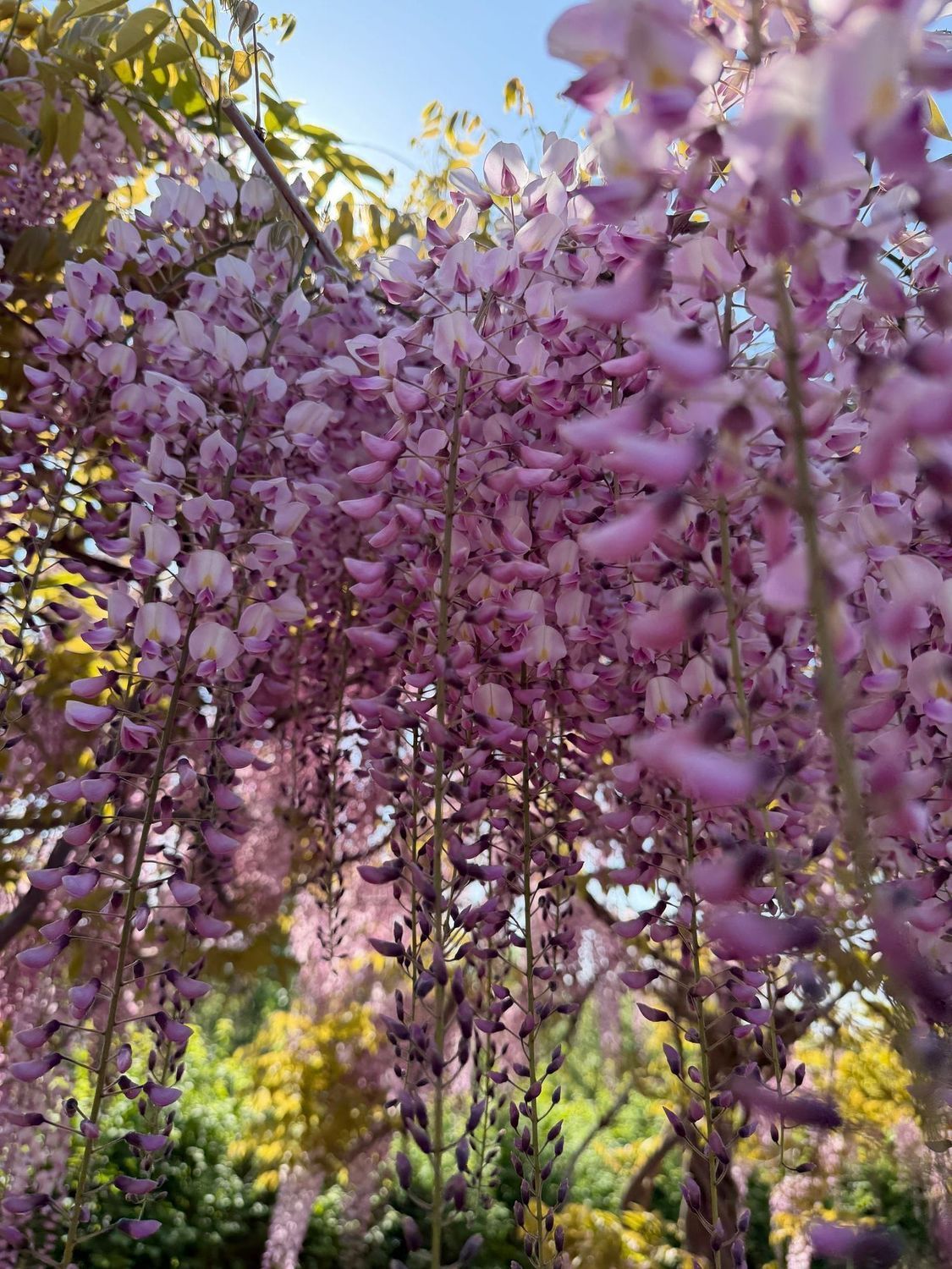 自然】藤の花 唐糸御前史跡公園 | 青森びいき