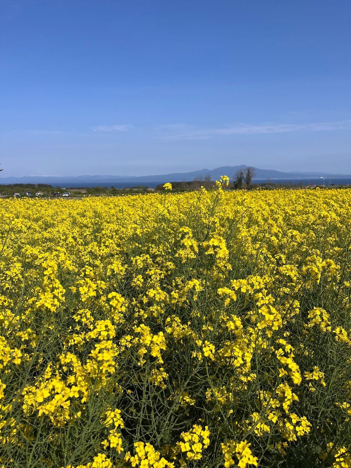 菜の花 春色あふれる横浜町 ― 菜の花マラソンと「小さな幸せ」の輪 | 青森びいき