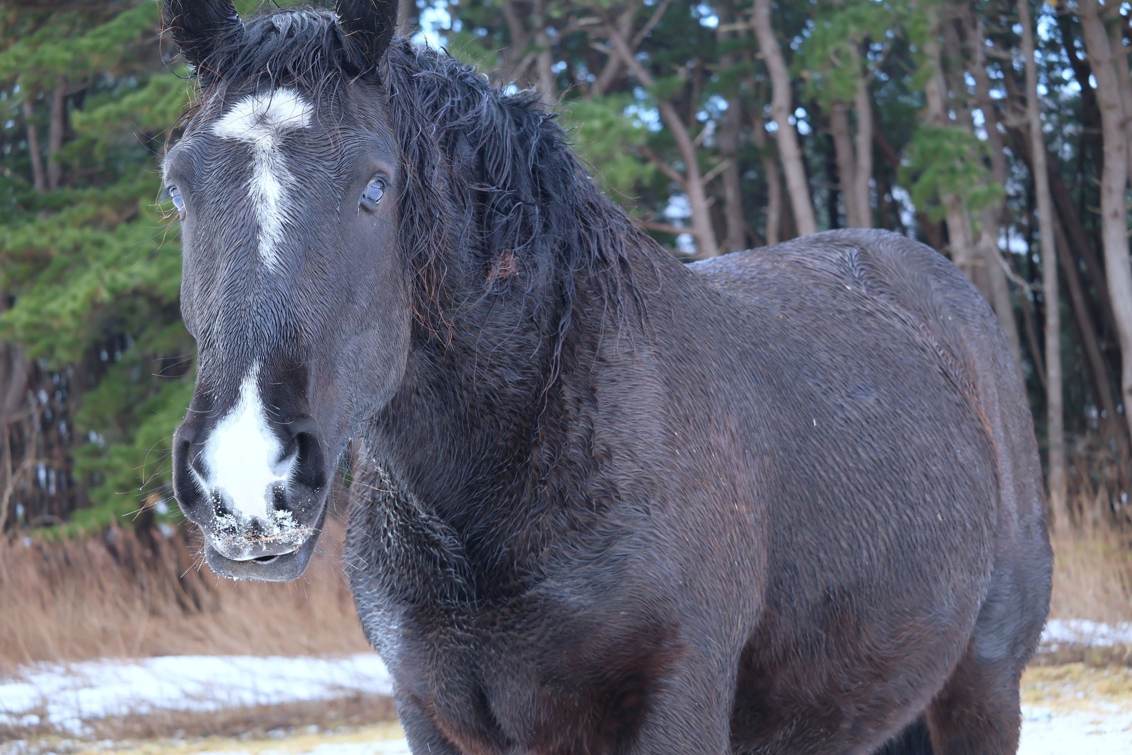 東通村】寒立馬 | 青森びいき