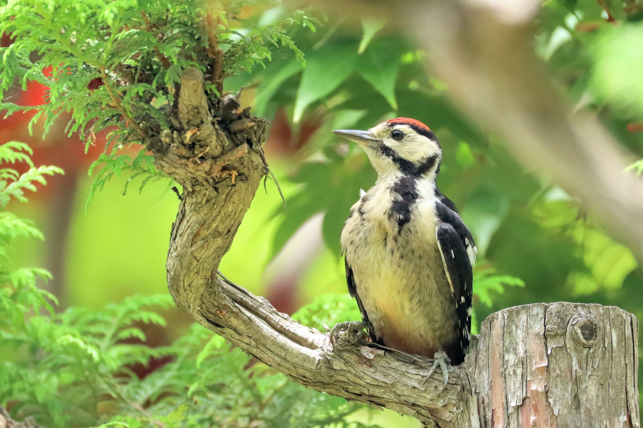 弘前公園の野鳥 | 青森びいき