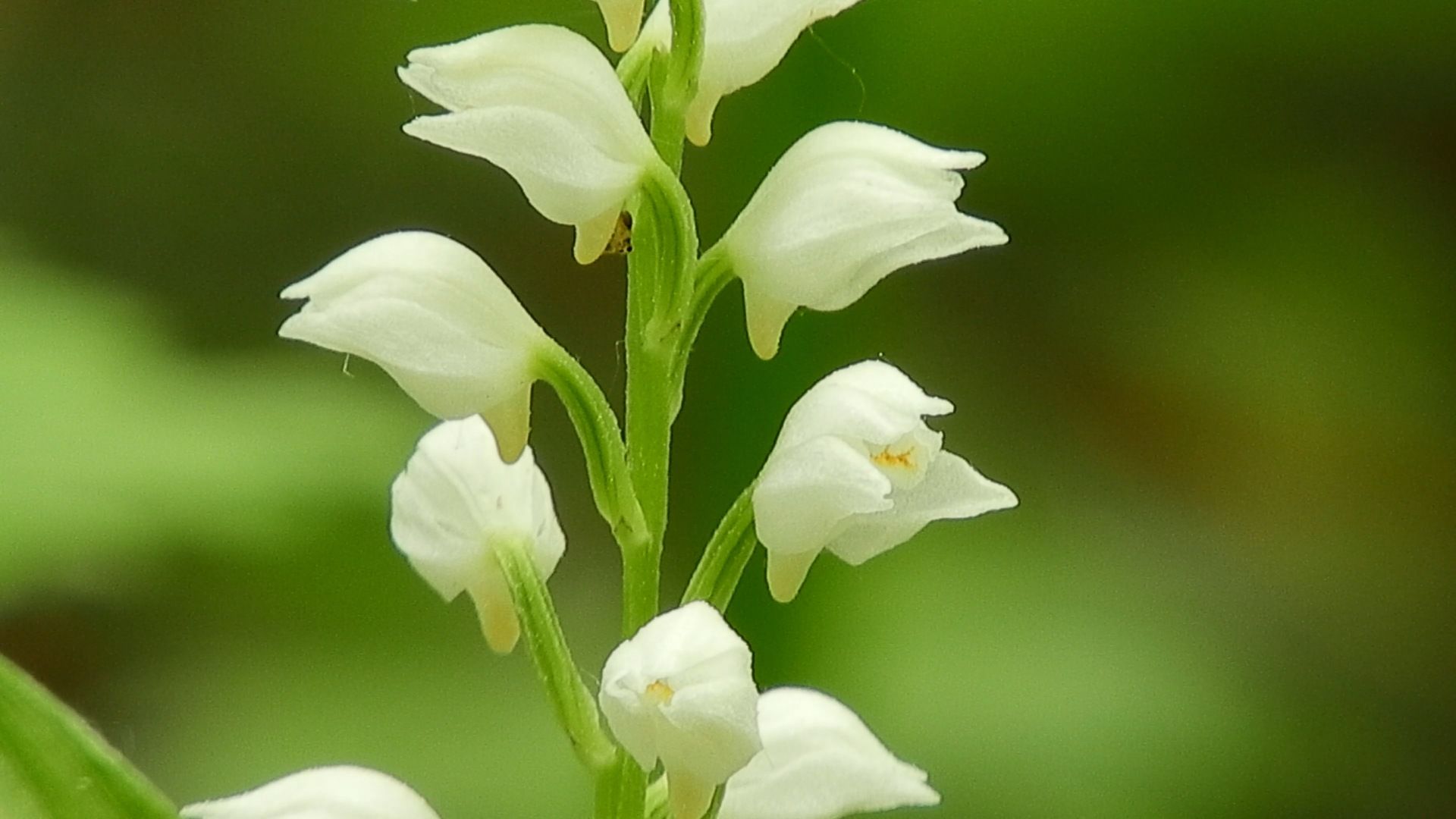 ❀青森県のどこかでこんな蘭の花が咲いている | 青森びいき