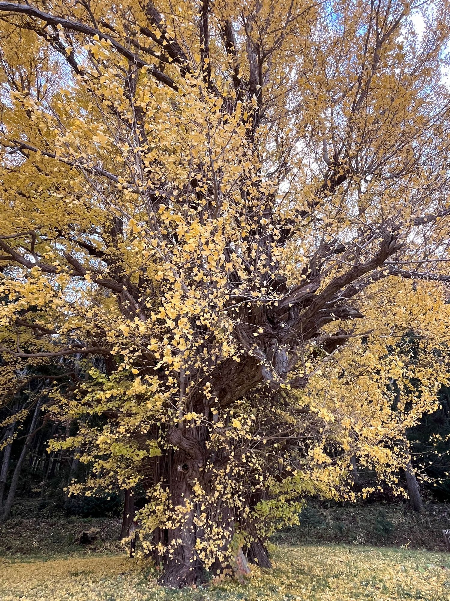 イチョウの木 イチョウの巨木 青森市 宮田のいちょう | 青森びいき