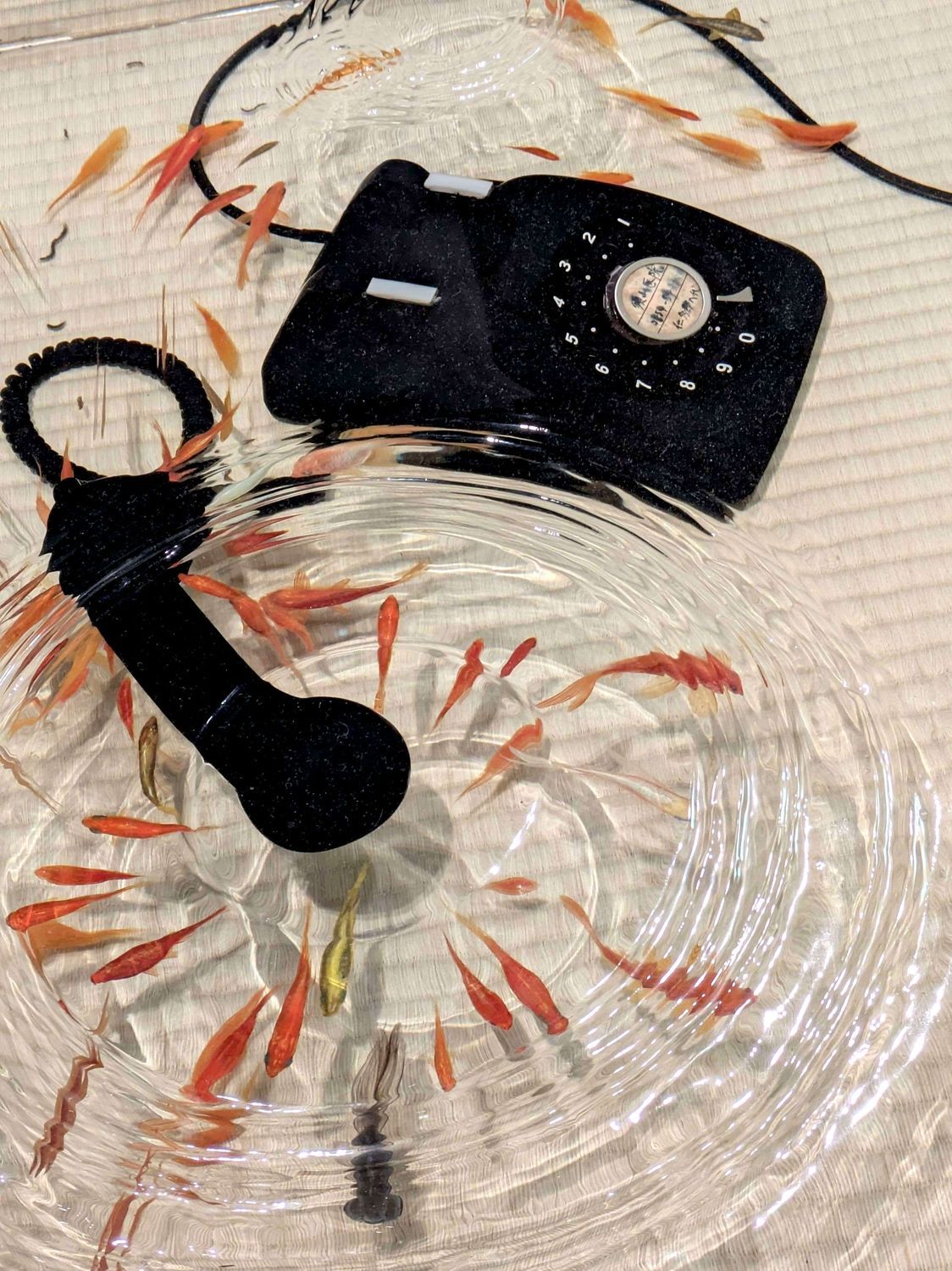 青森県立美術館で深堀隆介展！小さな枡の中の金魚アートに感動した雨の